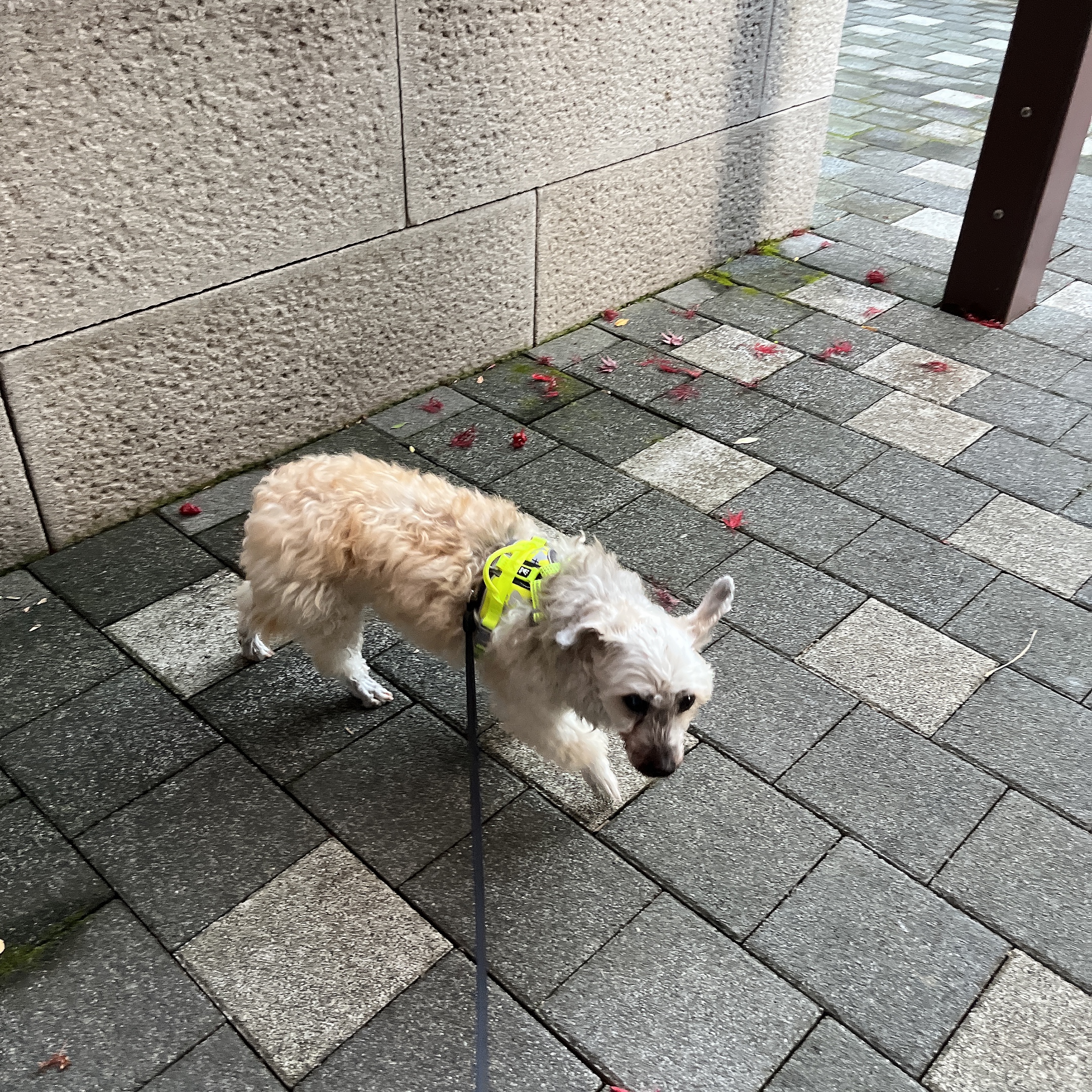 바오 임시보호 후기1-일주일차