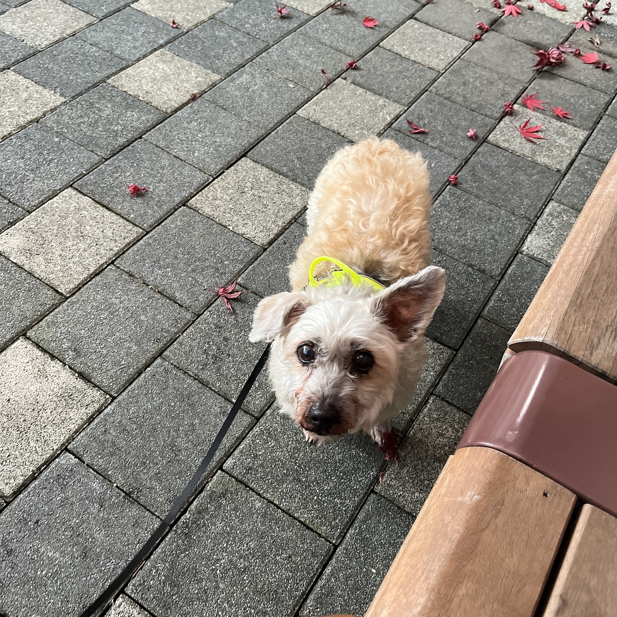 바오 임시보호 후기1-일주일차