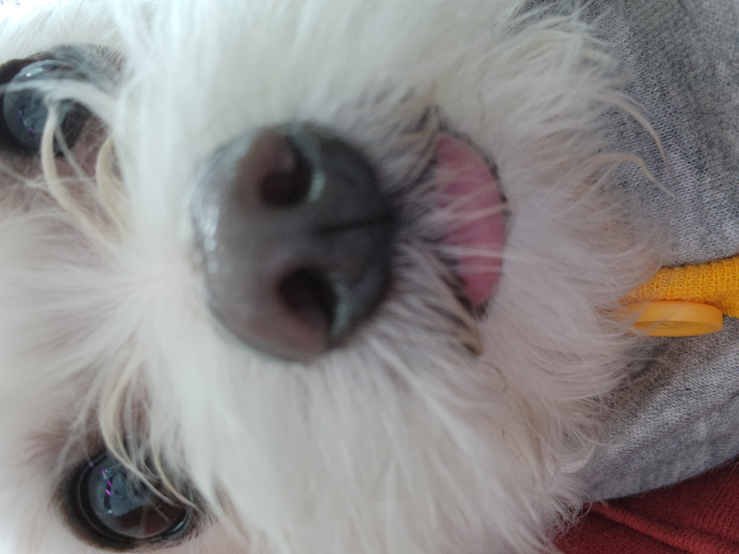 아산구조견 익준이 임보 한달차! (입양해주세오)