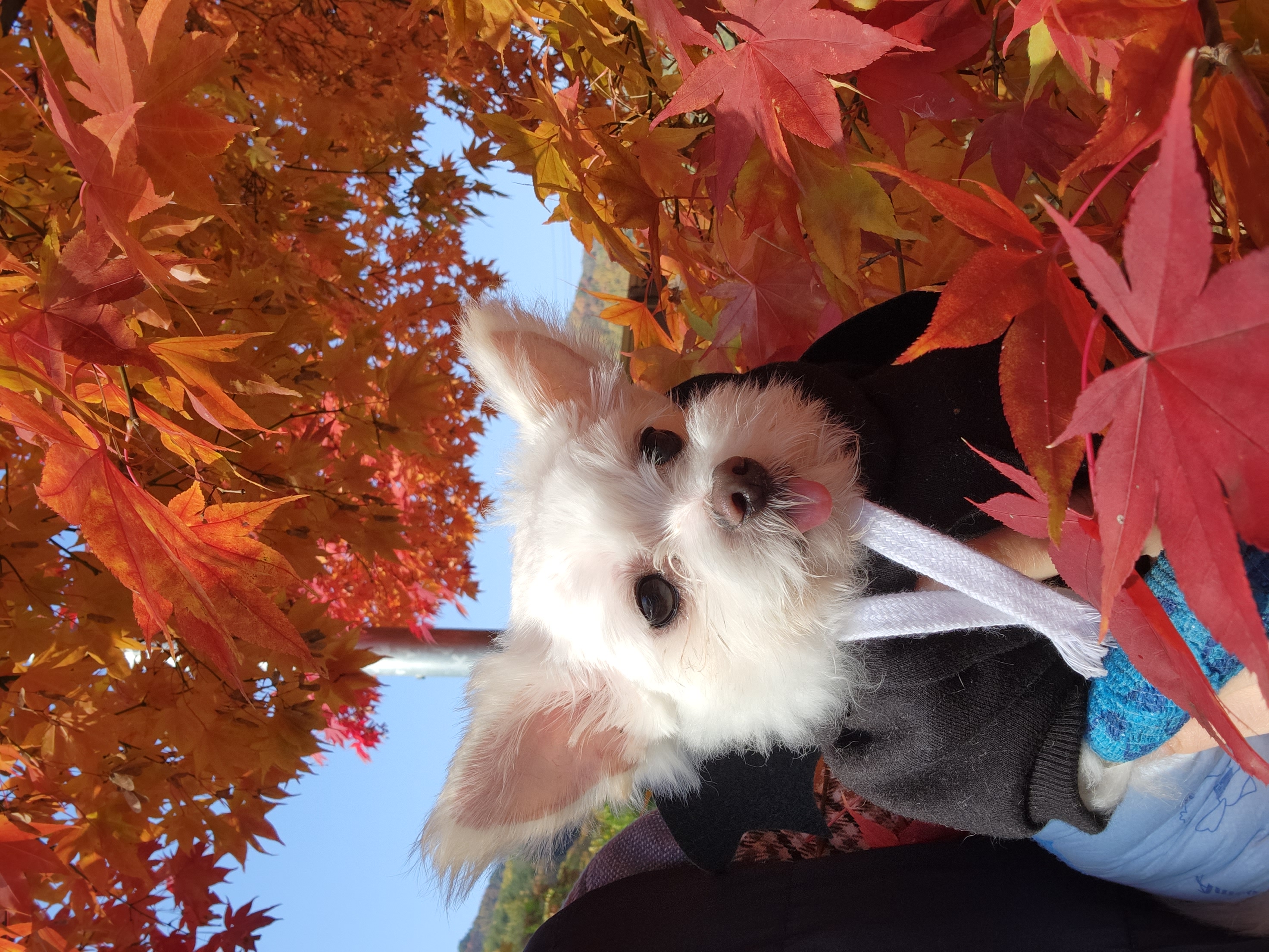 아산구조견 익준이 임보 한달차! (입양해주세오)