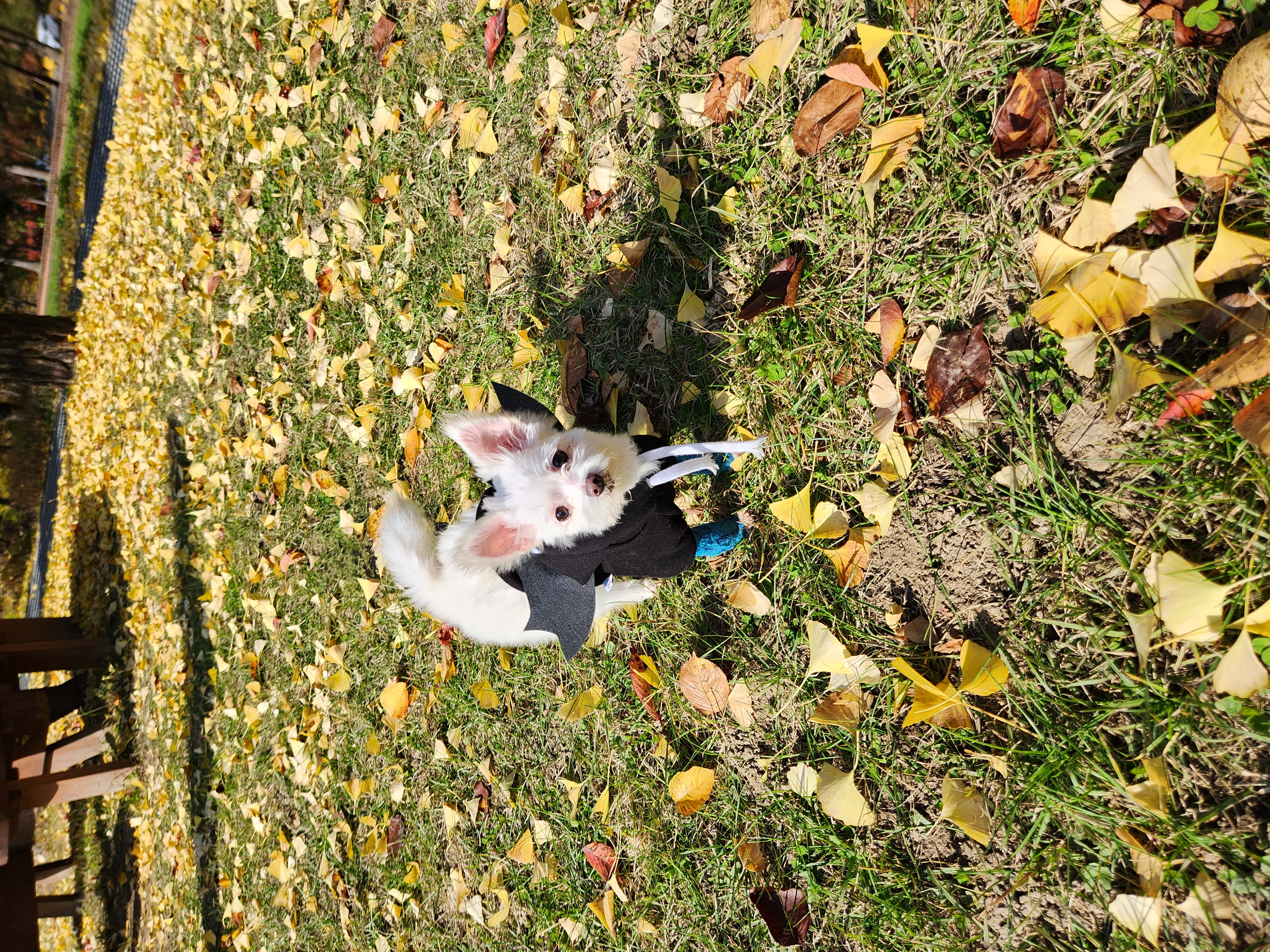 아산구조견 익준이 임보 한달차! (입양해주세오)