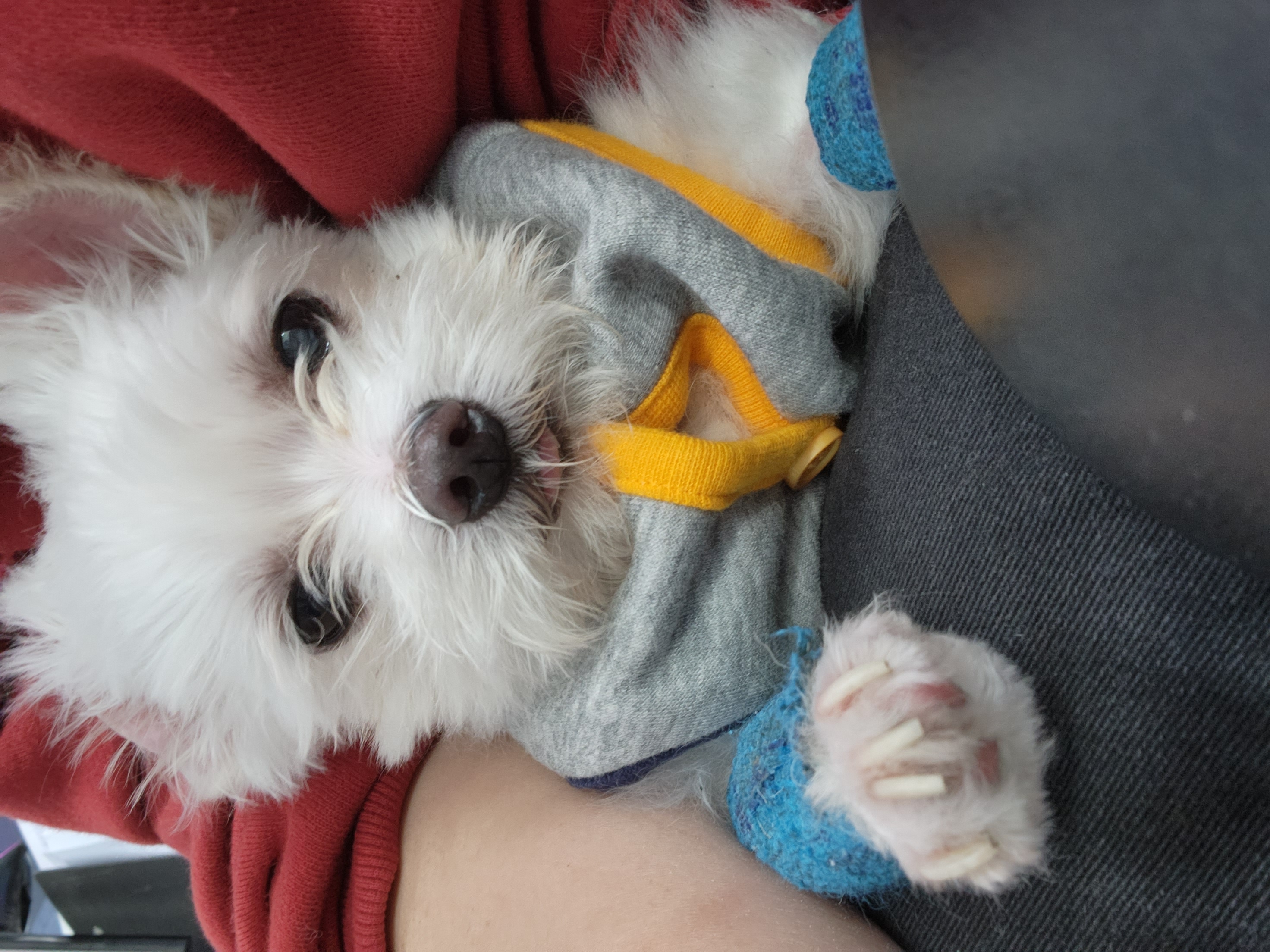 아산구조견 익준이 임보 한달차! (입양해주세오)