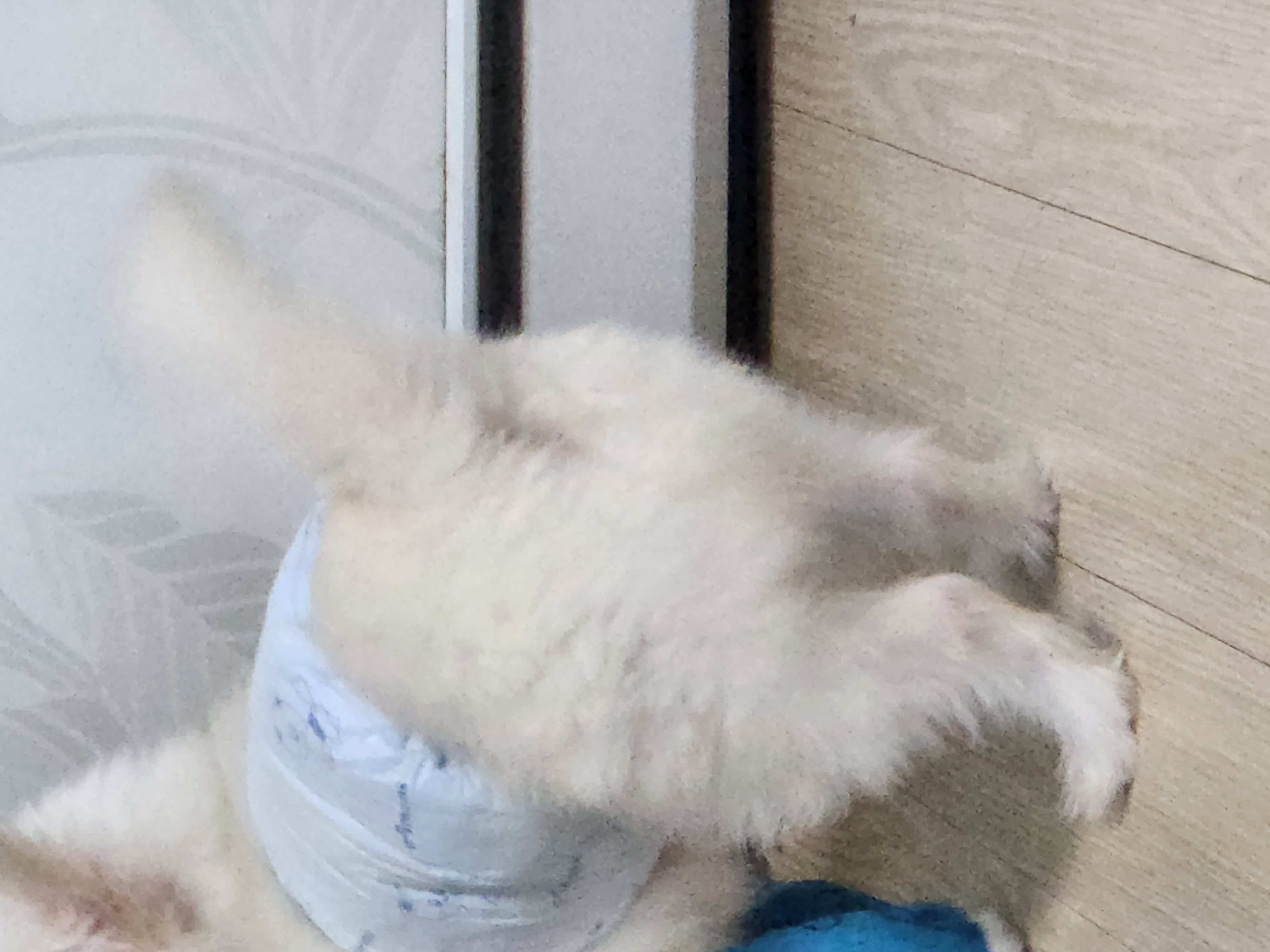 아산구조견 익준이 임보 한달차! (입양해주세오)