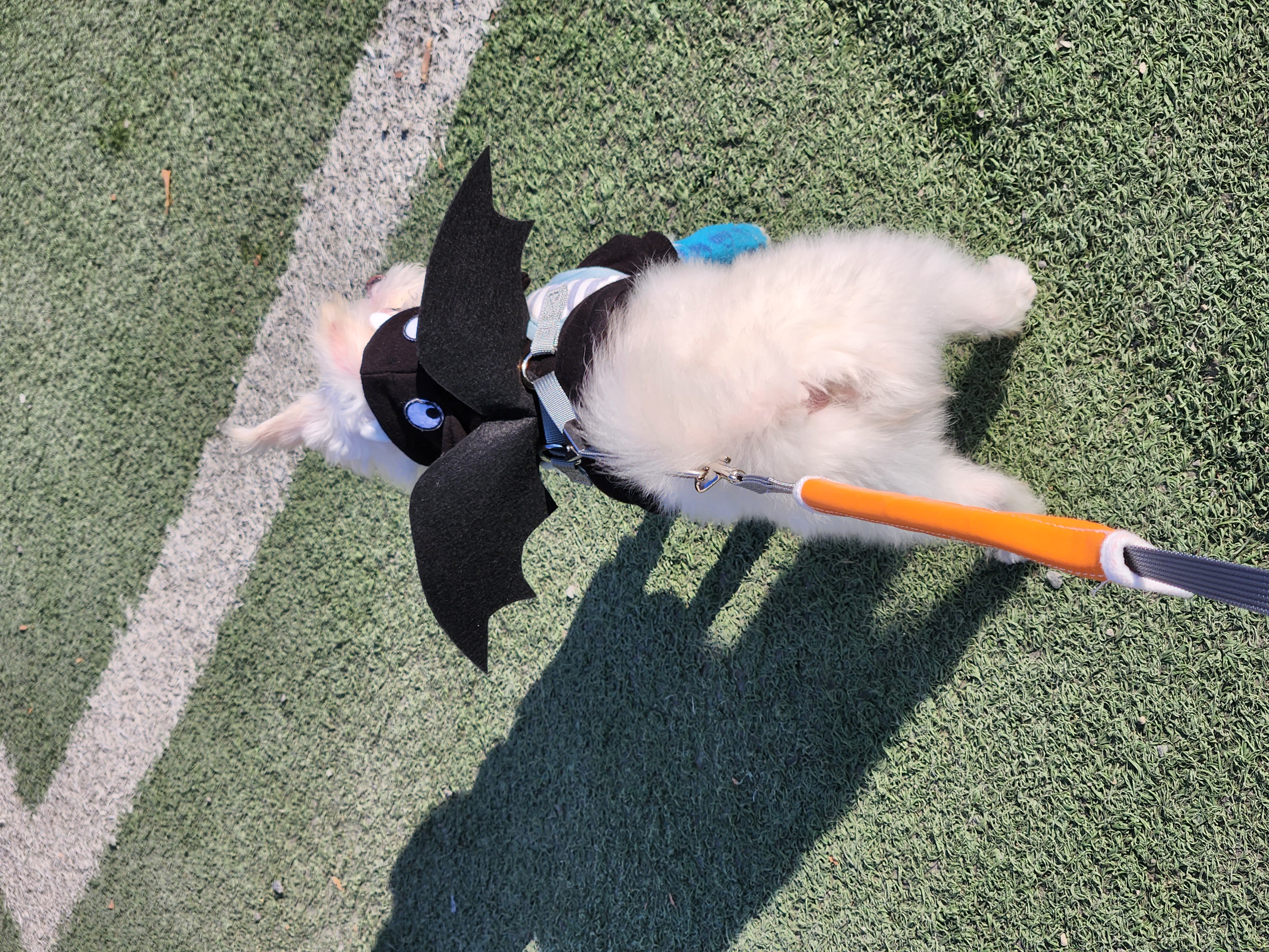 아산구조견 익준이 임보 한달차! (입양해주세오)