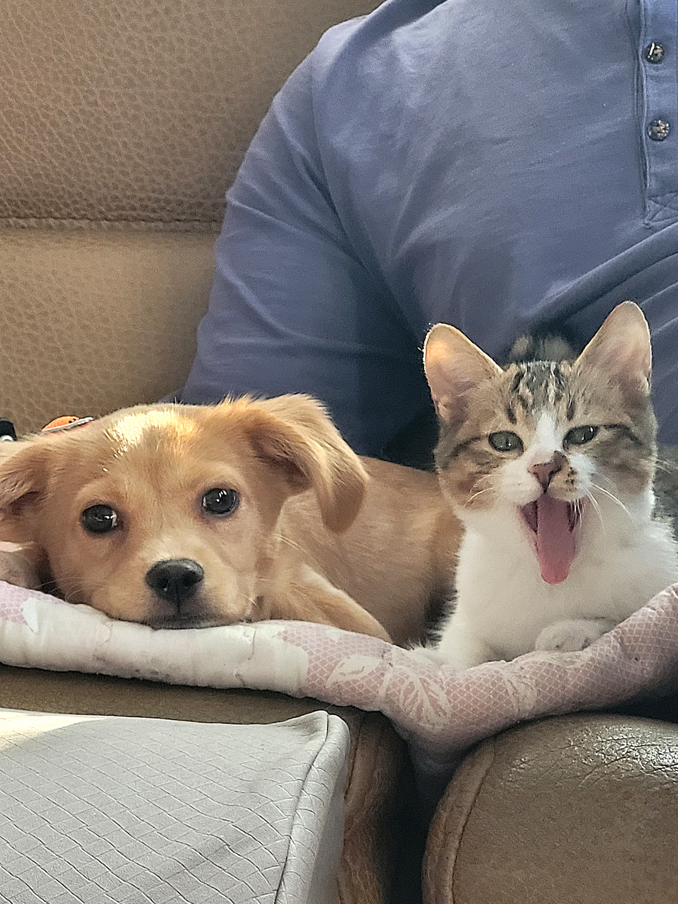 춘식이(루돌프) 입양 일주일