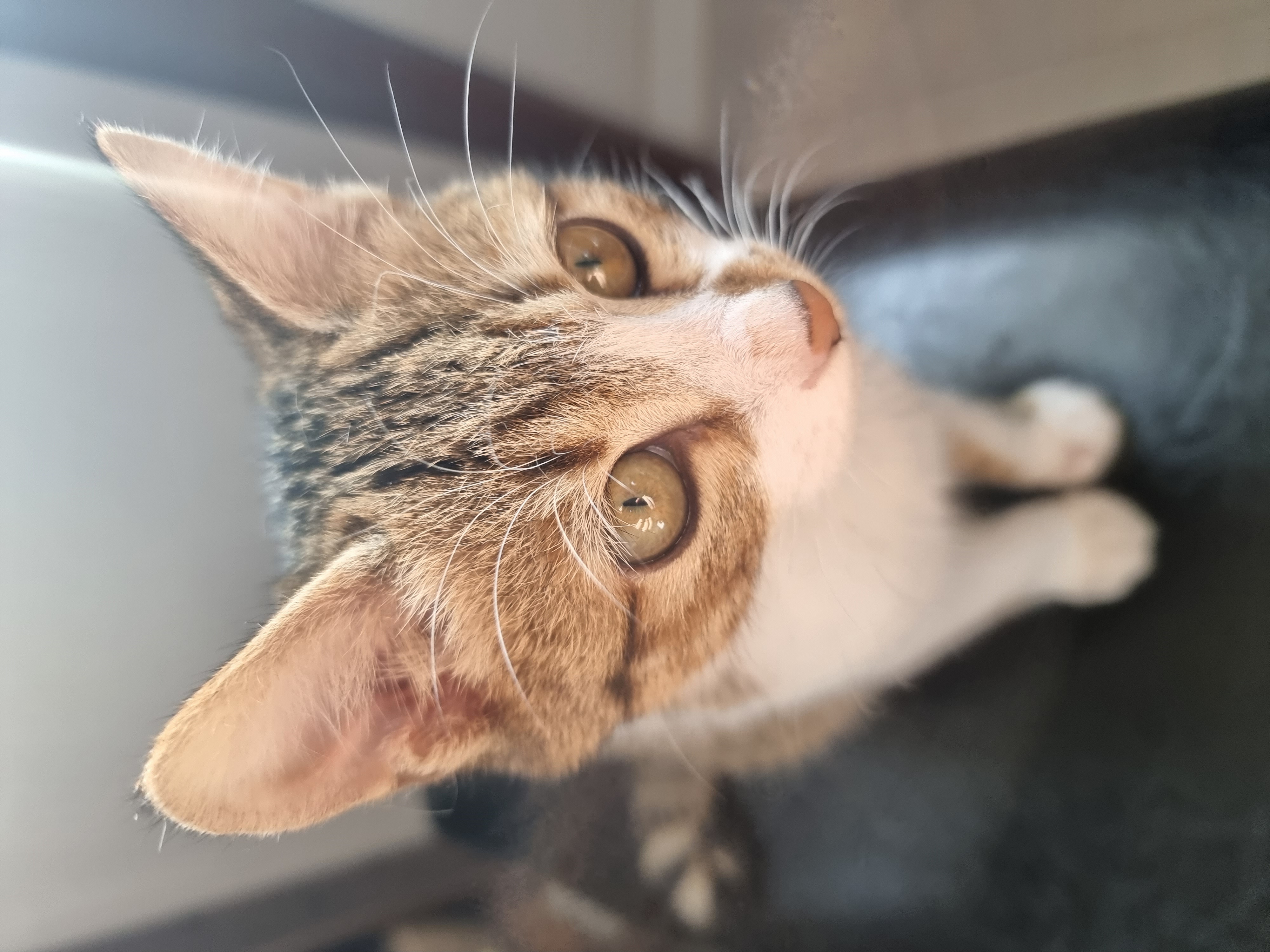 춘식이(루돌프) 입양 일주일