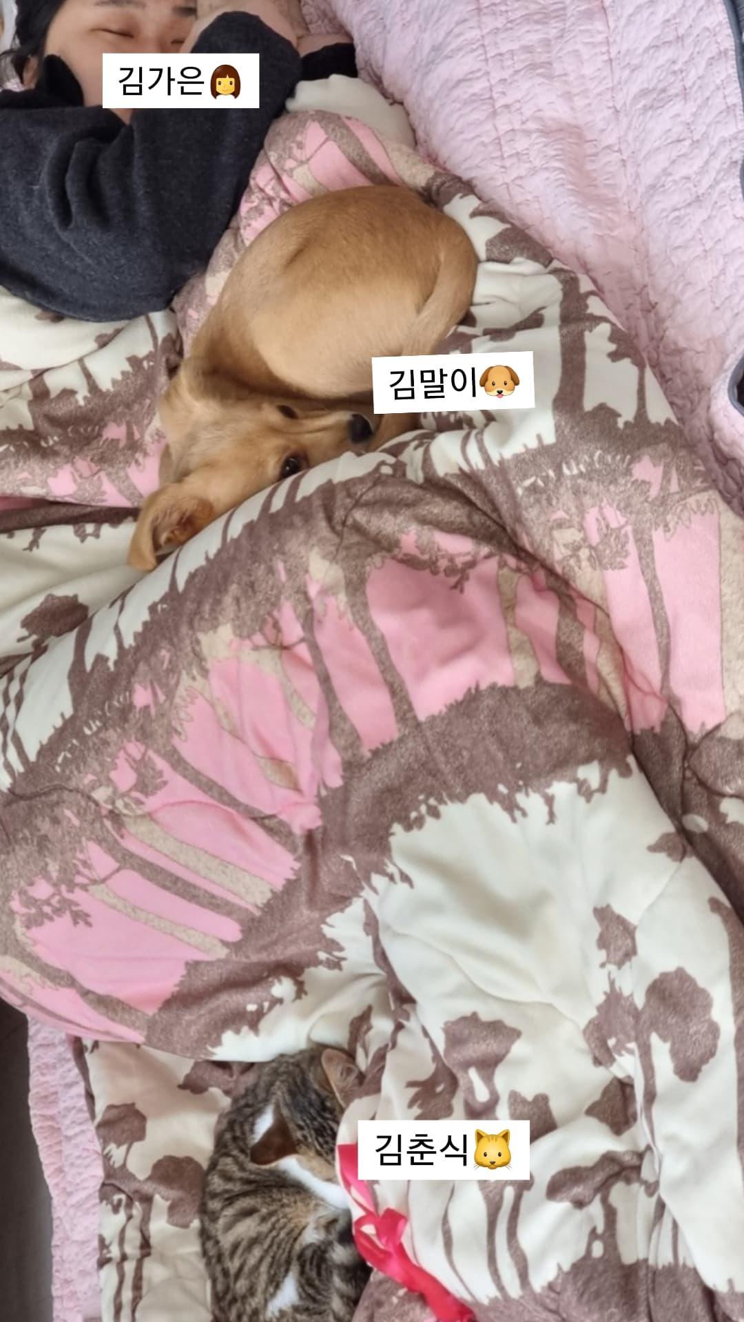 춘식이(루돌프) 입양 일주일