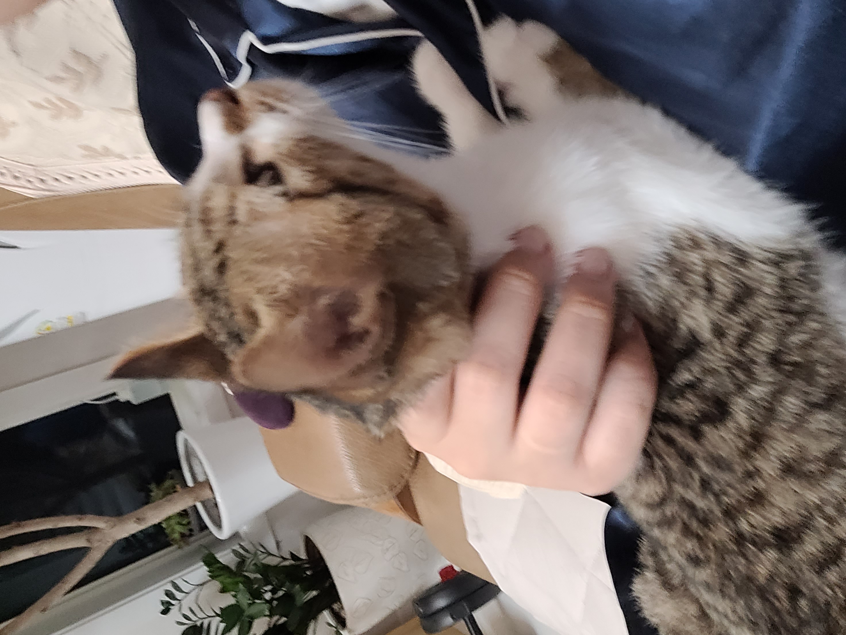 춘식이(루돌프) 입양 일주일