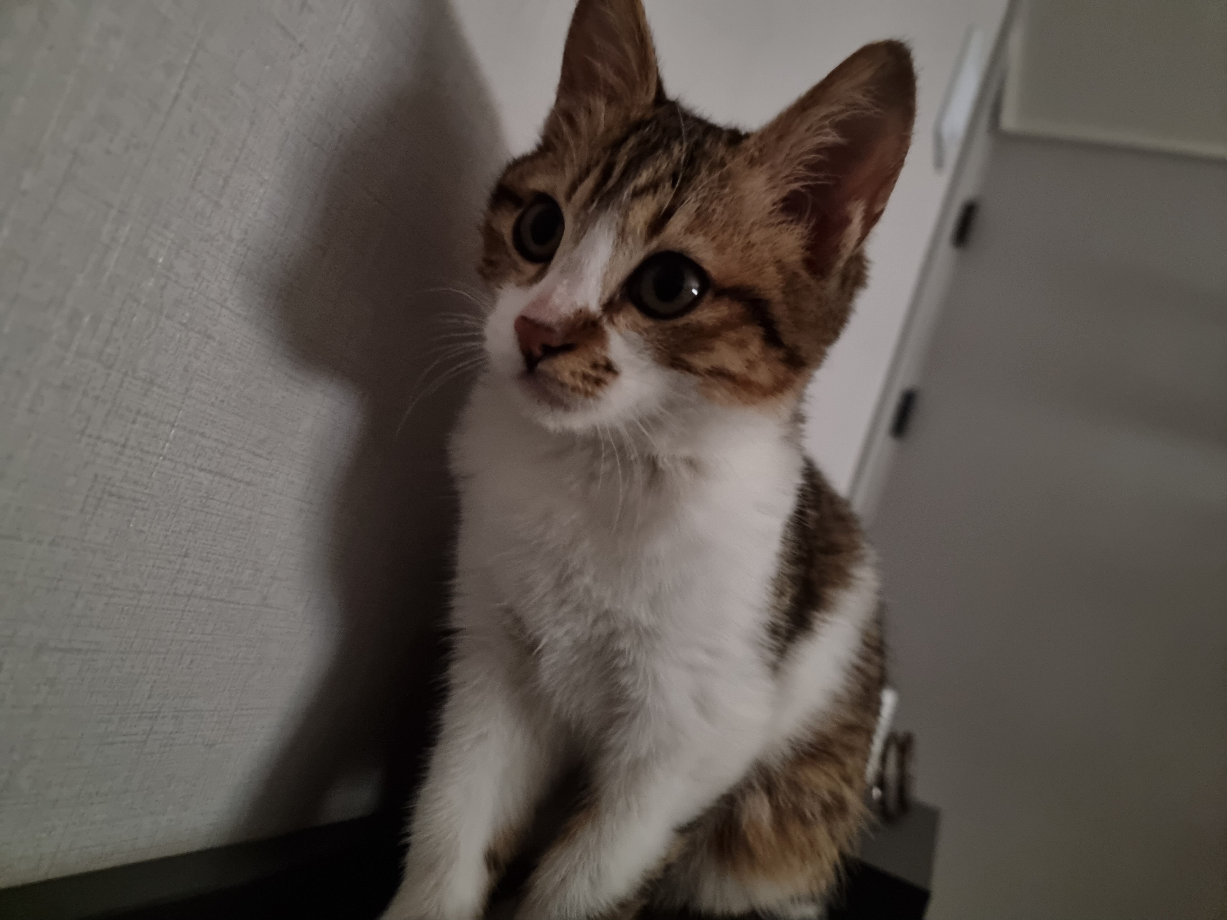 춘식이(루돌프) 입양 일주일