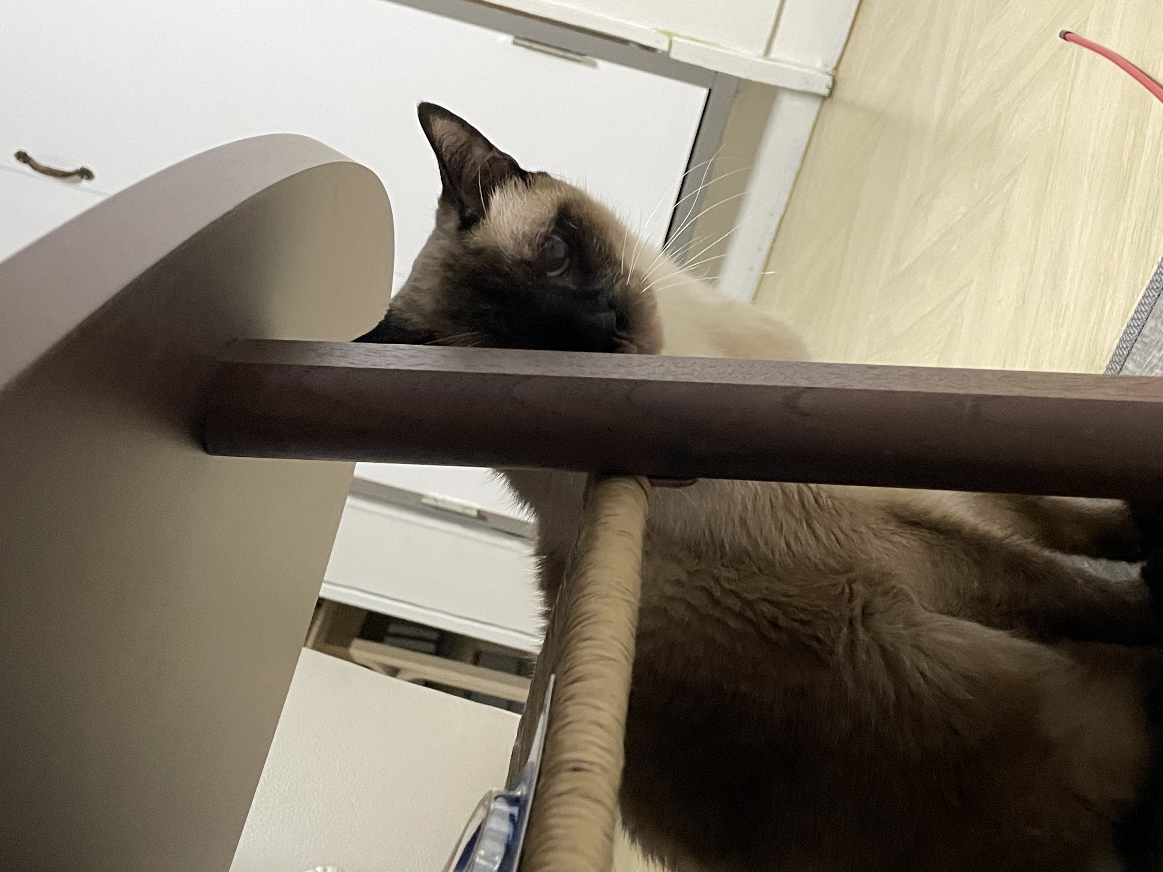 포도 입양 후 3개월