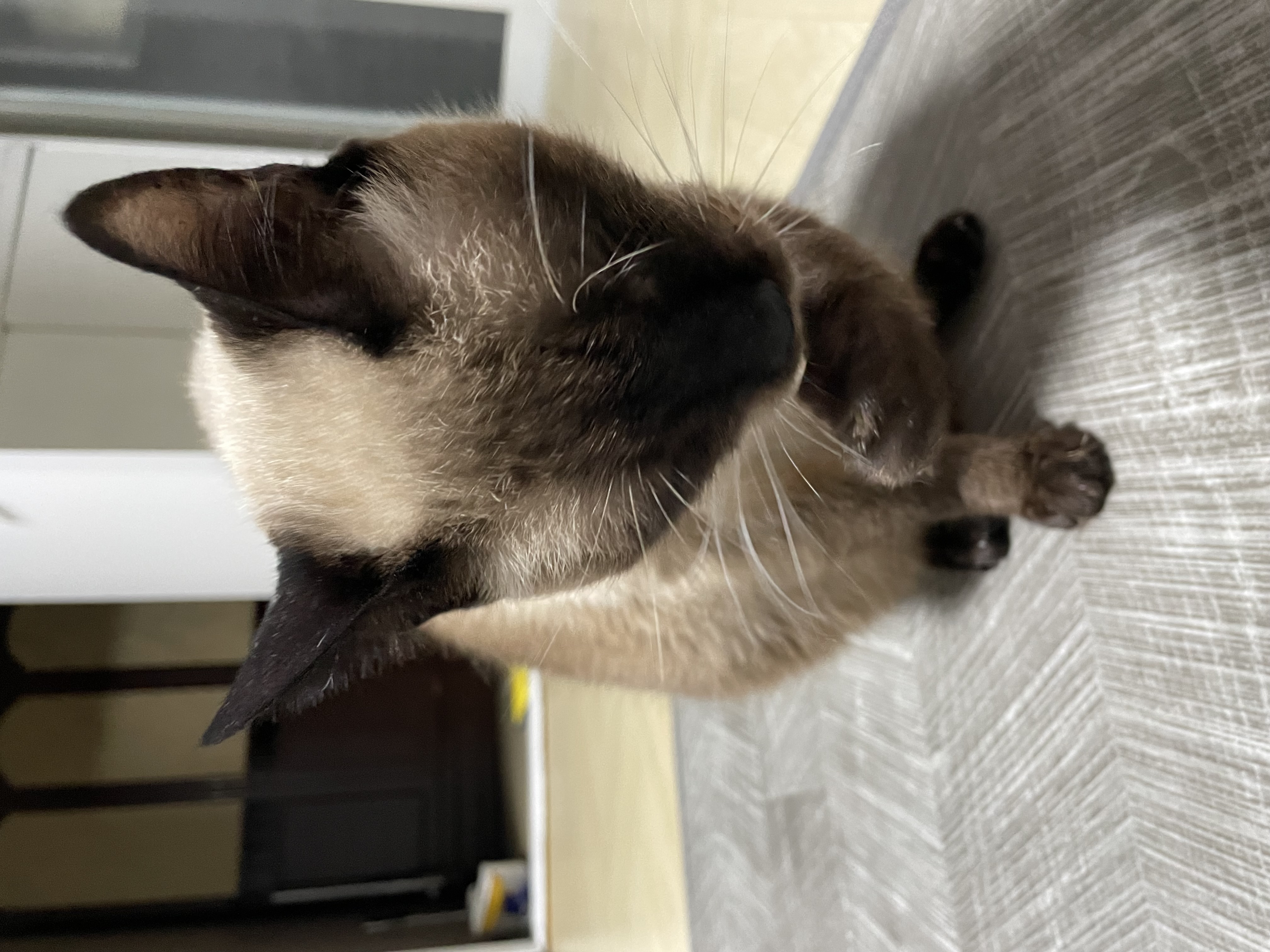 포도 입양 후 3개월