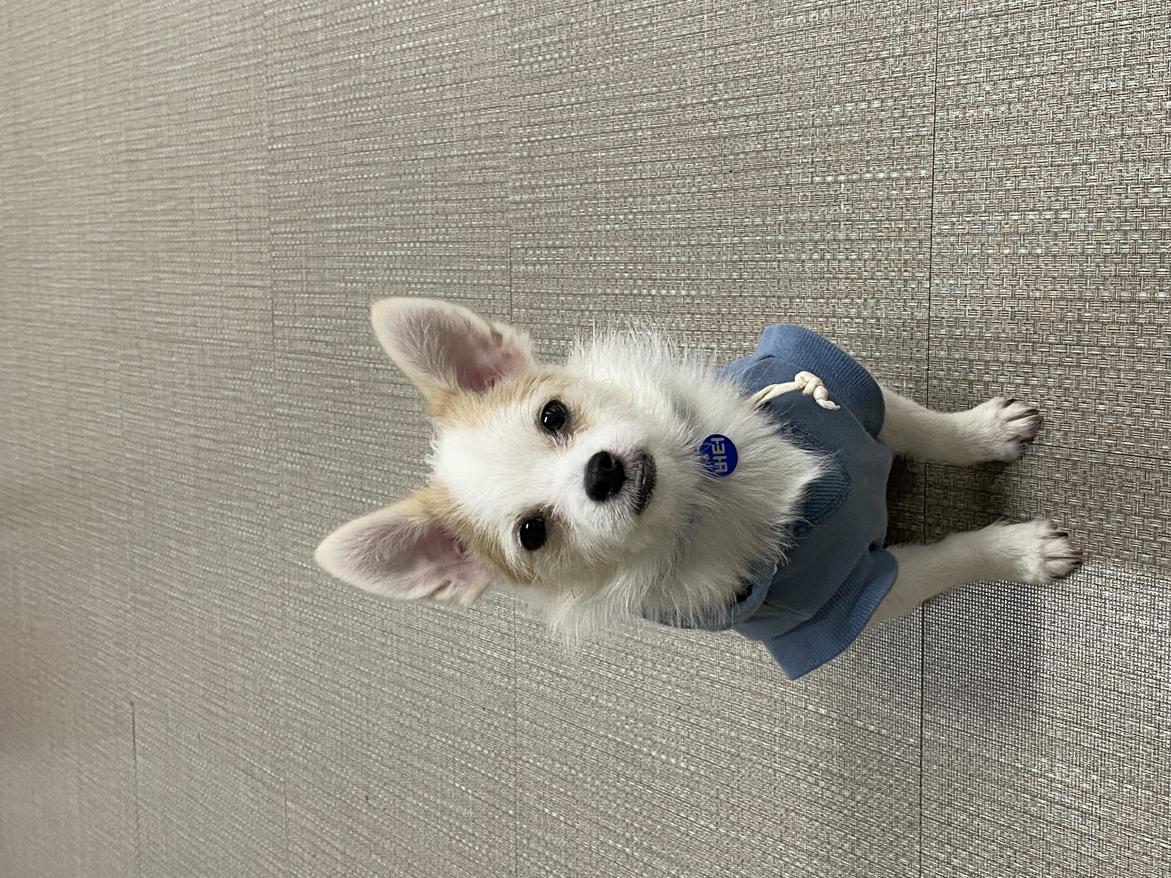 버터(쿠나) 임보 후 입양후기