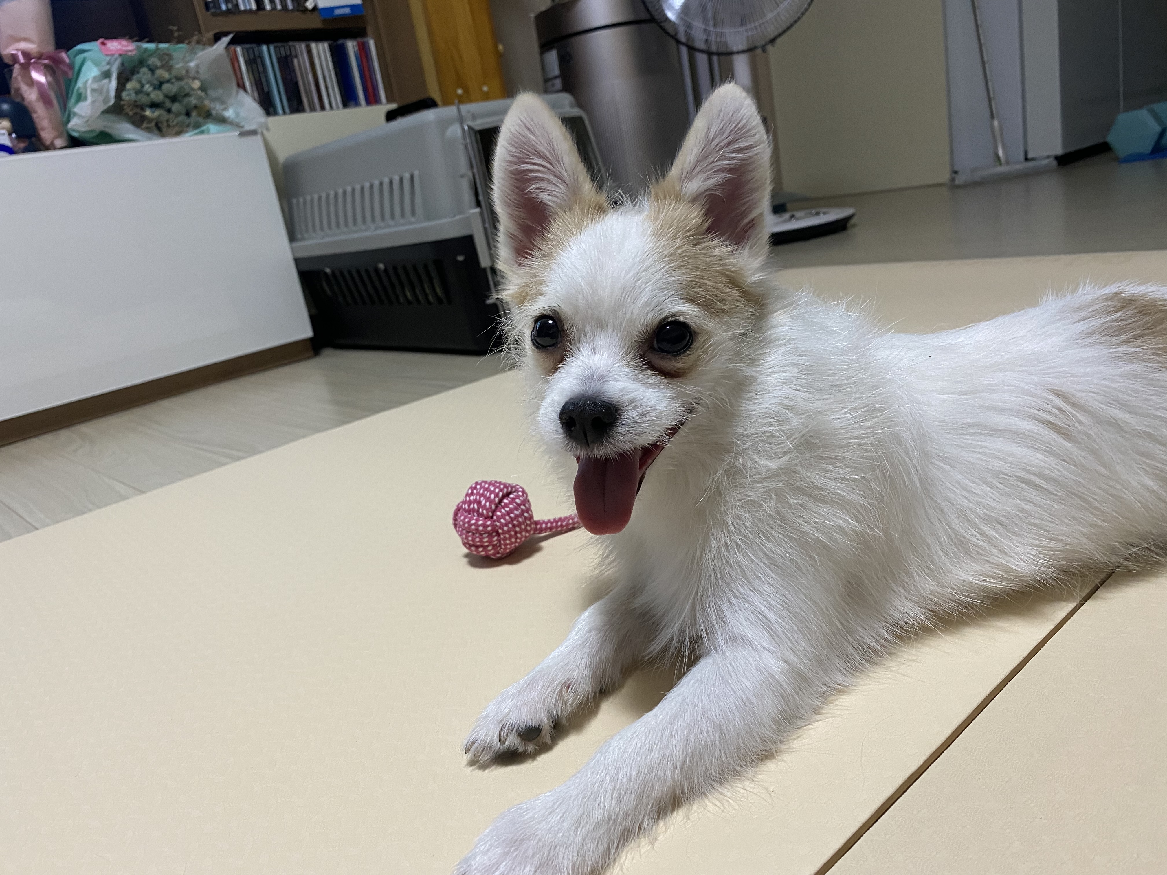 버터(쿠나) 임보 후 입양후기