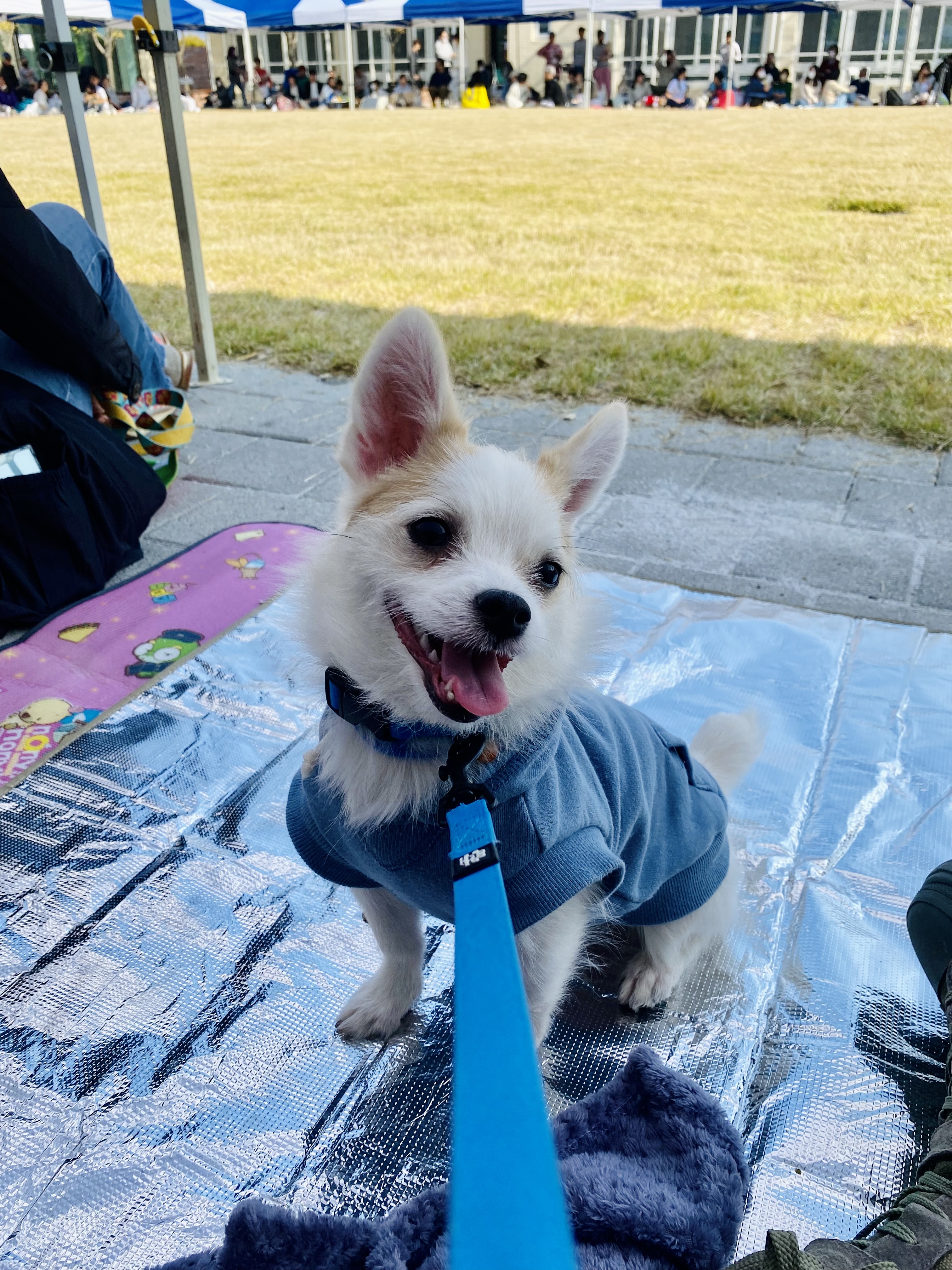 버터(쿠나) 임보 후 입양후기