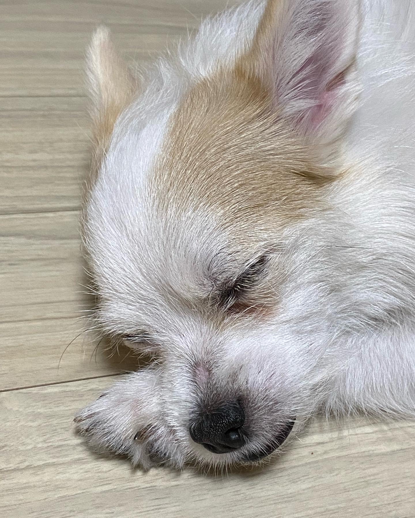 버터(쿠나) 임보 후 입양후기