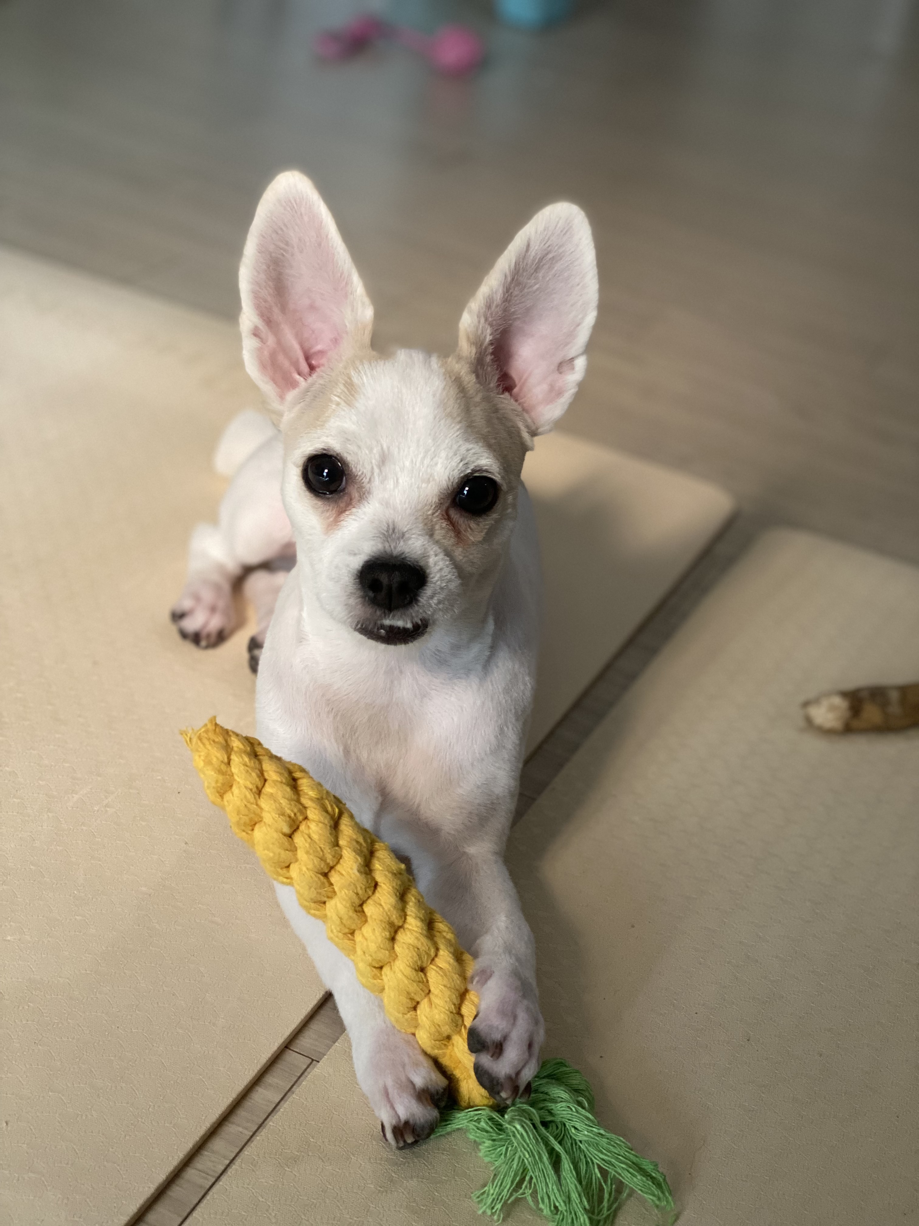 버터(쿠나) 임보 후 입양후기