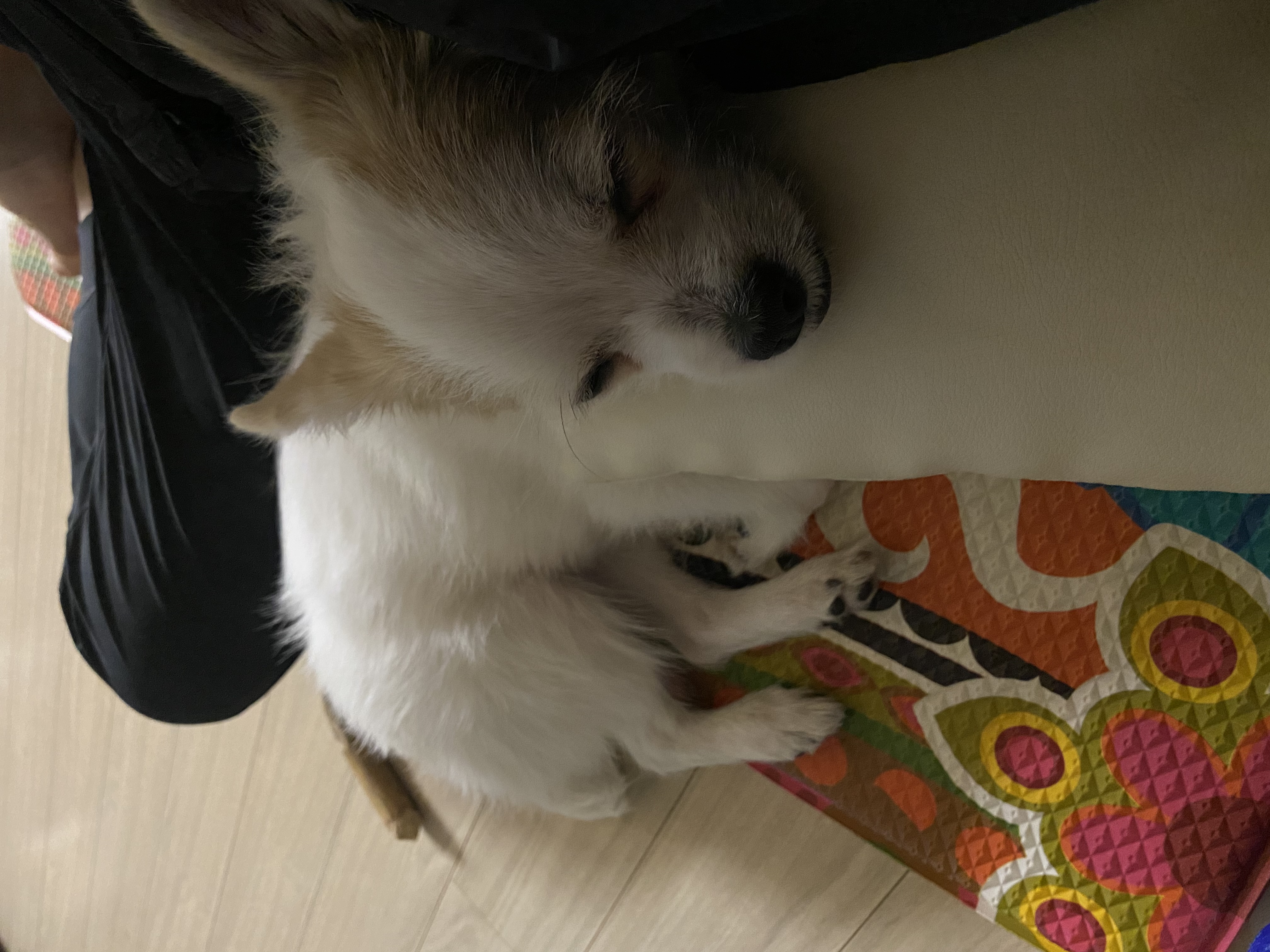 버터(쿠나) 임보 후 입양후기