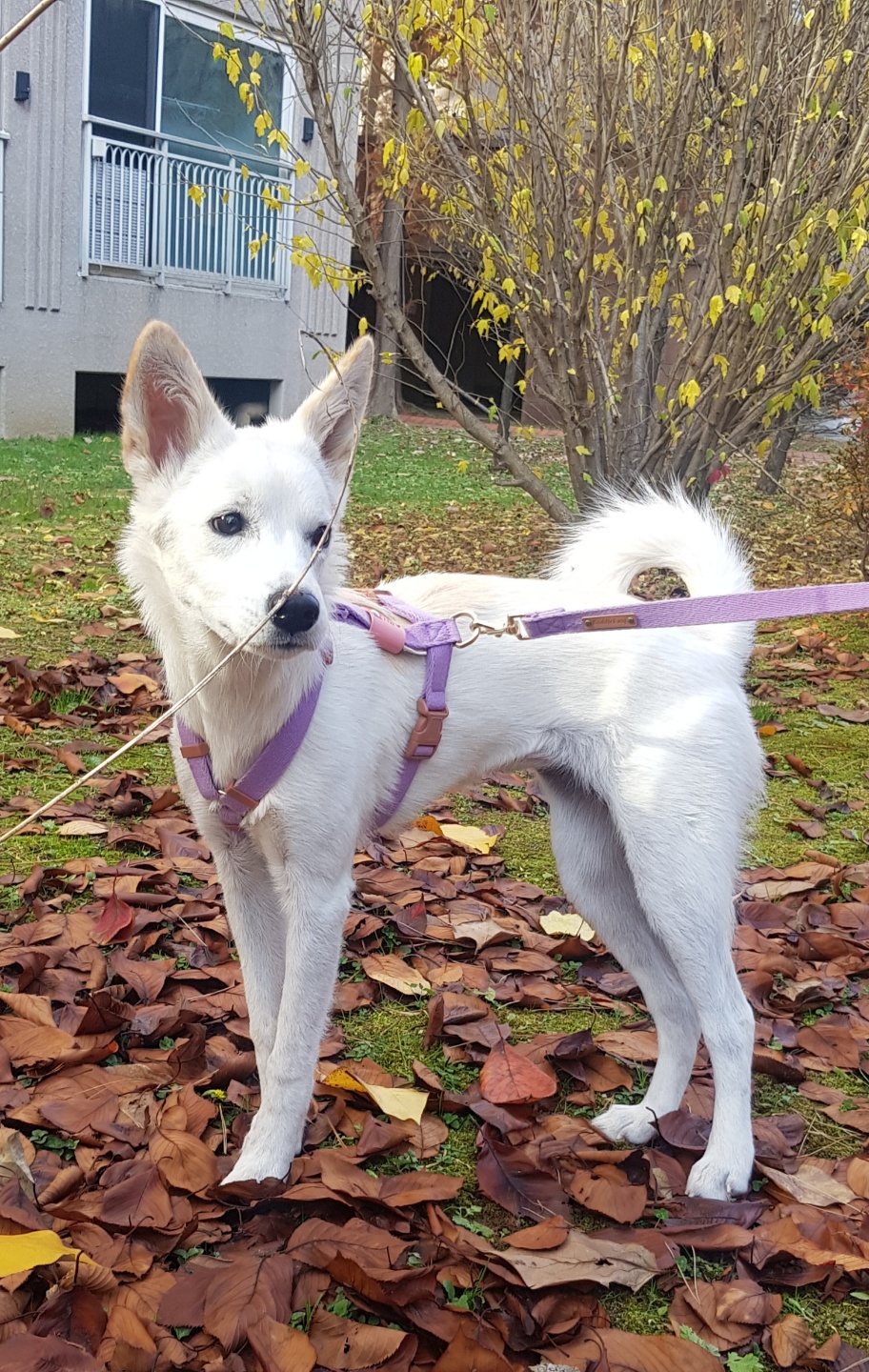 만세 입양 1달차 후기 :)