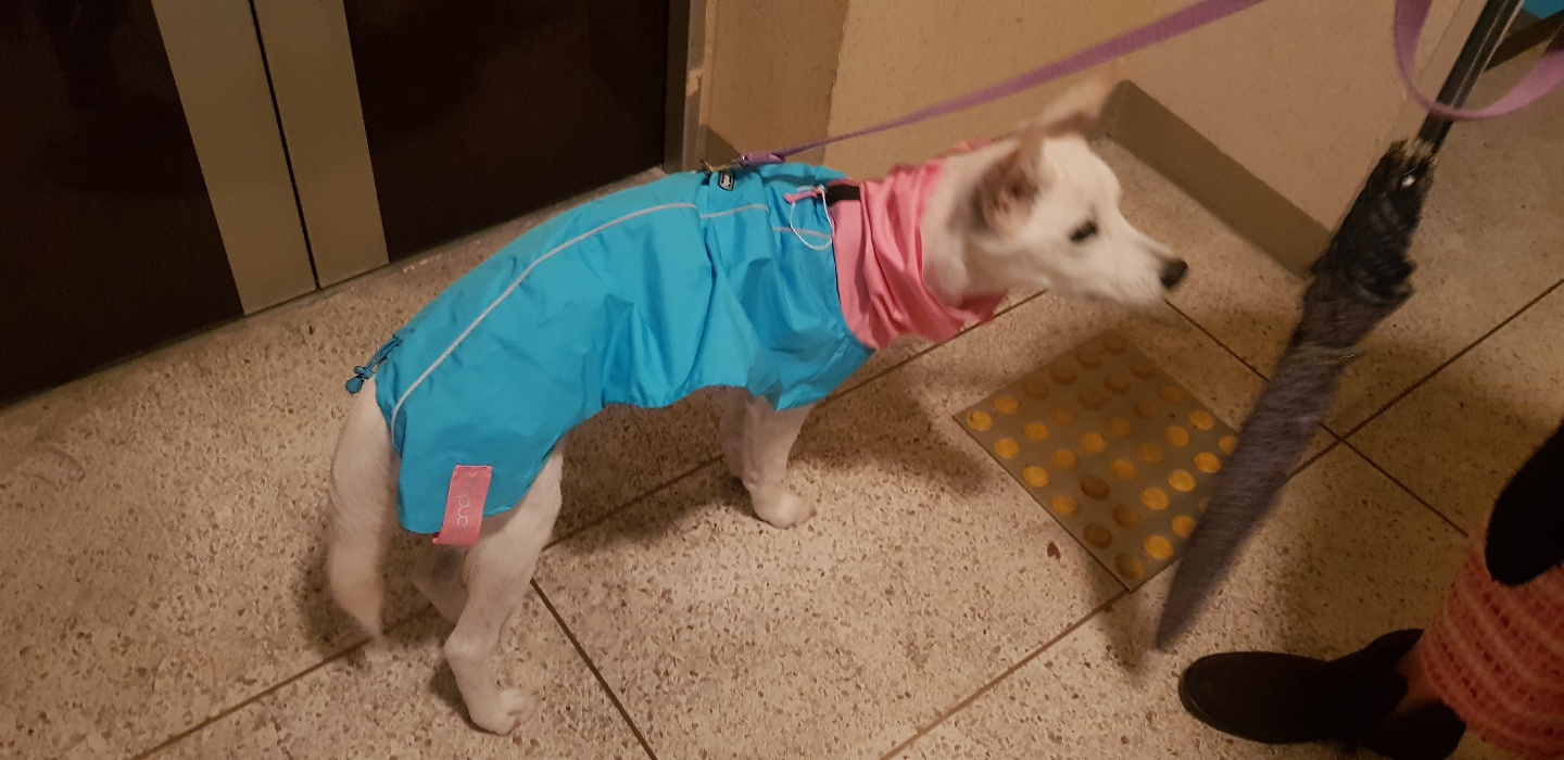 만세 입양 1달차 후기 :)