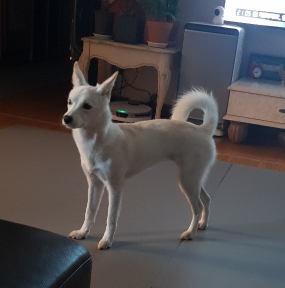 만세 입양 1달차 후기 :)