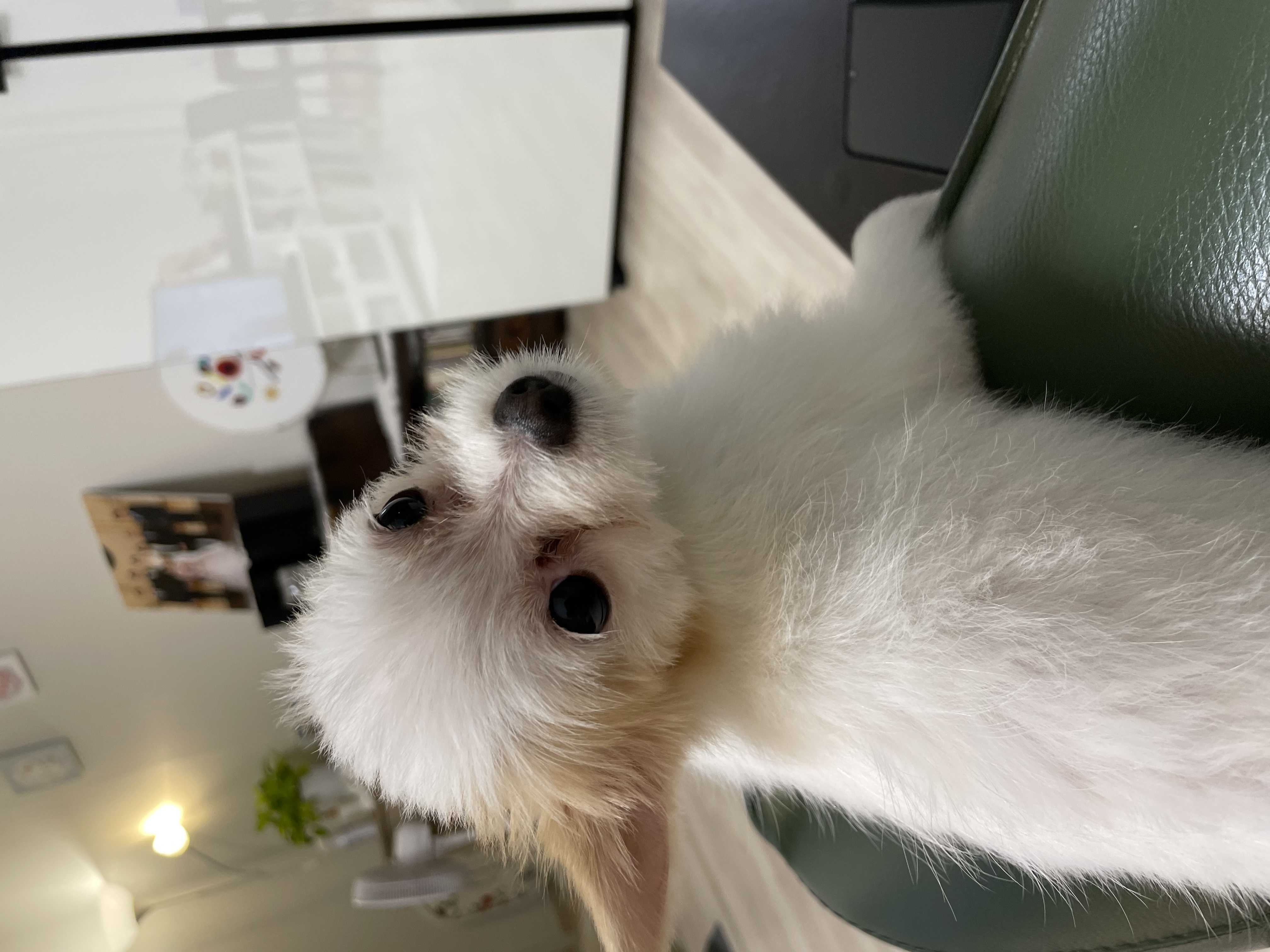 (바나)하리 근황이에요^^