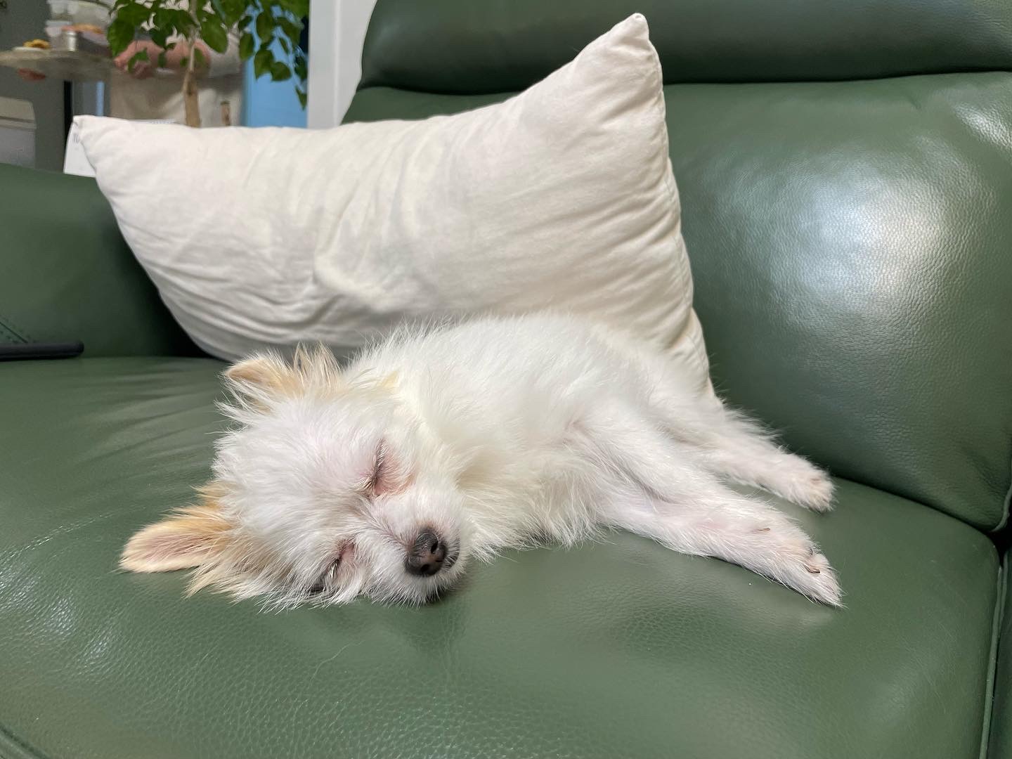 (바나)하리 근황이에요^^