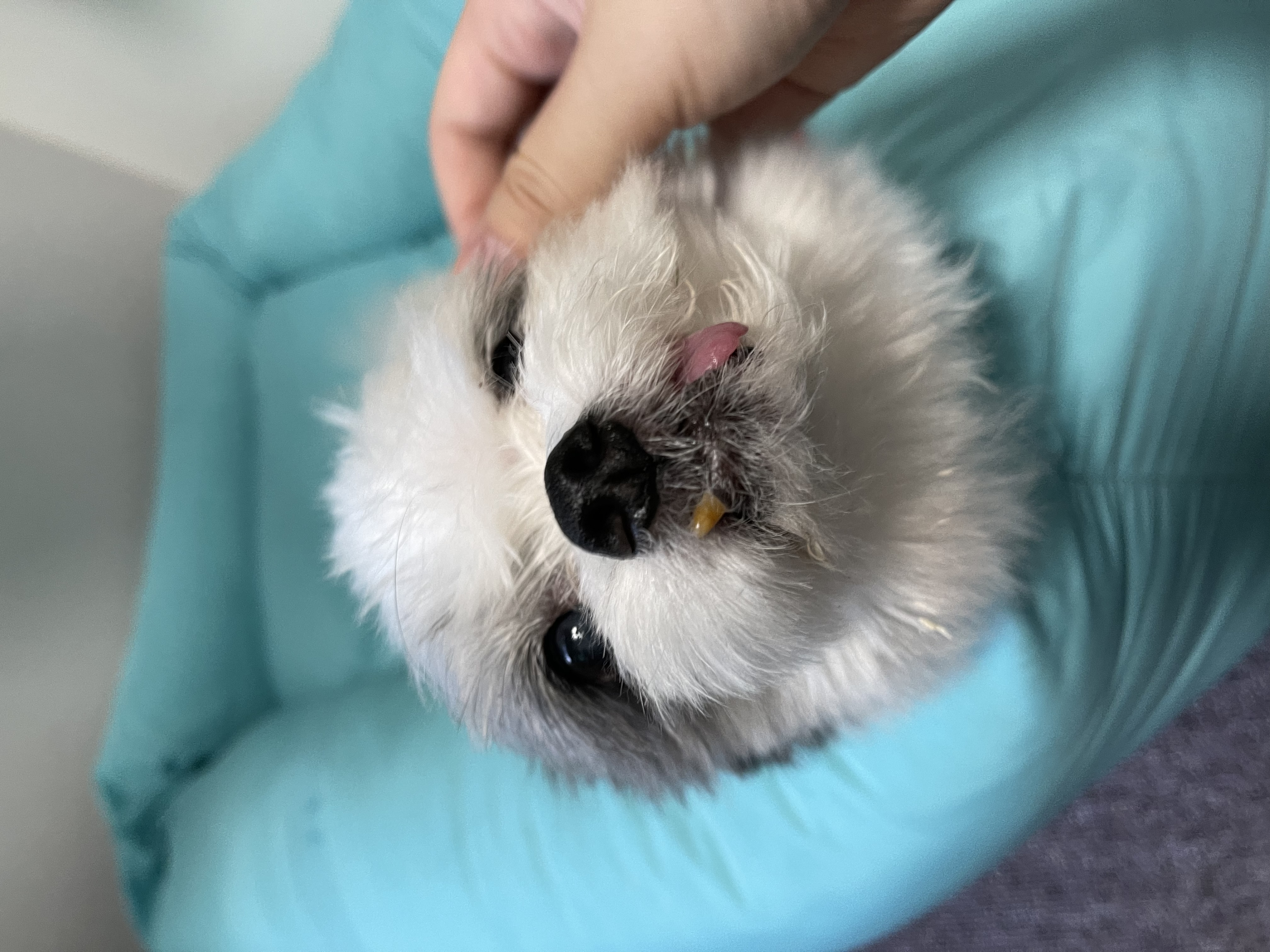 영실이(달래)와 신데렐라