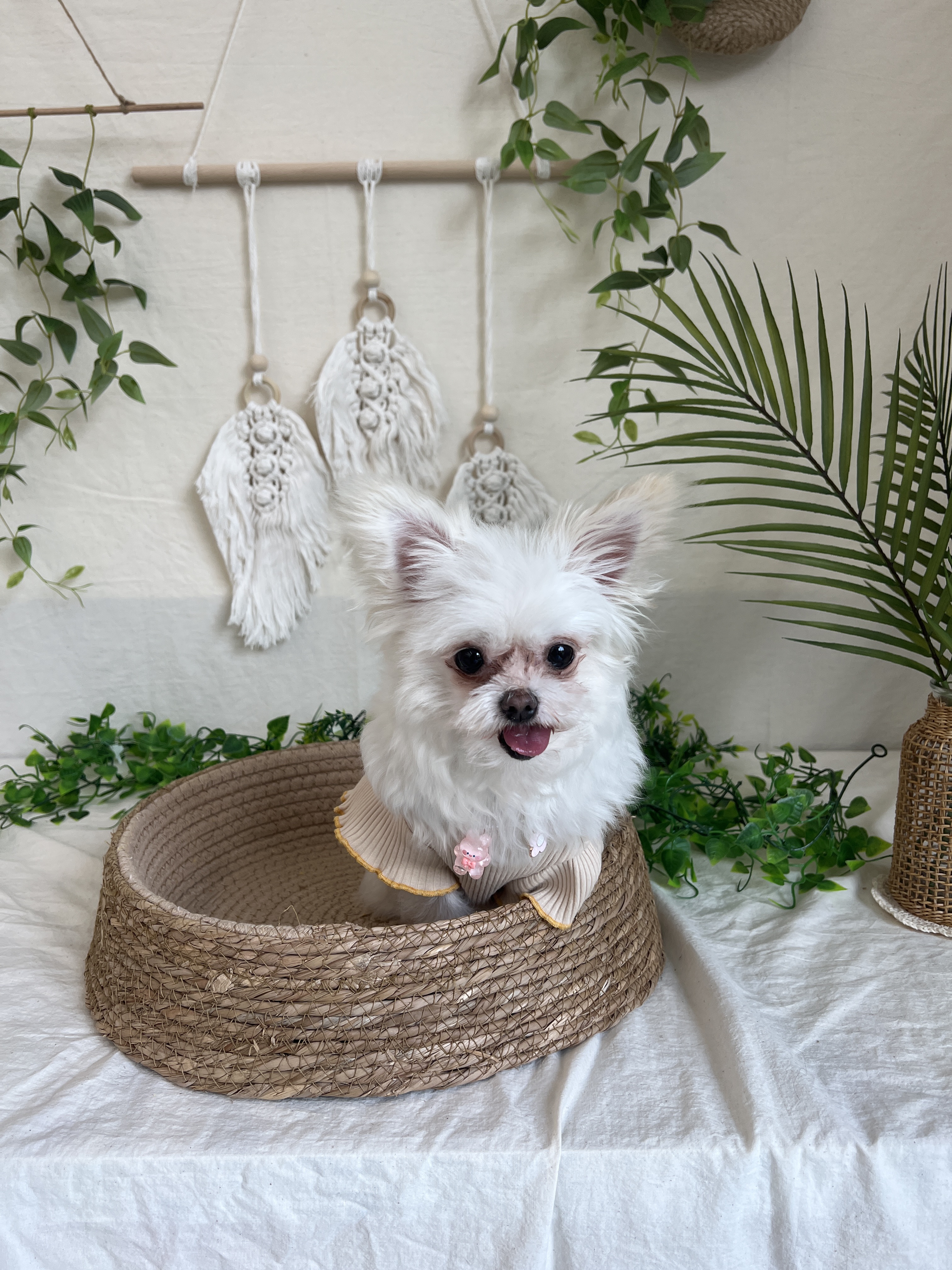 아산 가희 나엘 임보에서 입양으로