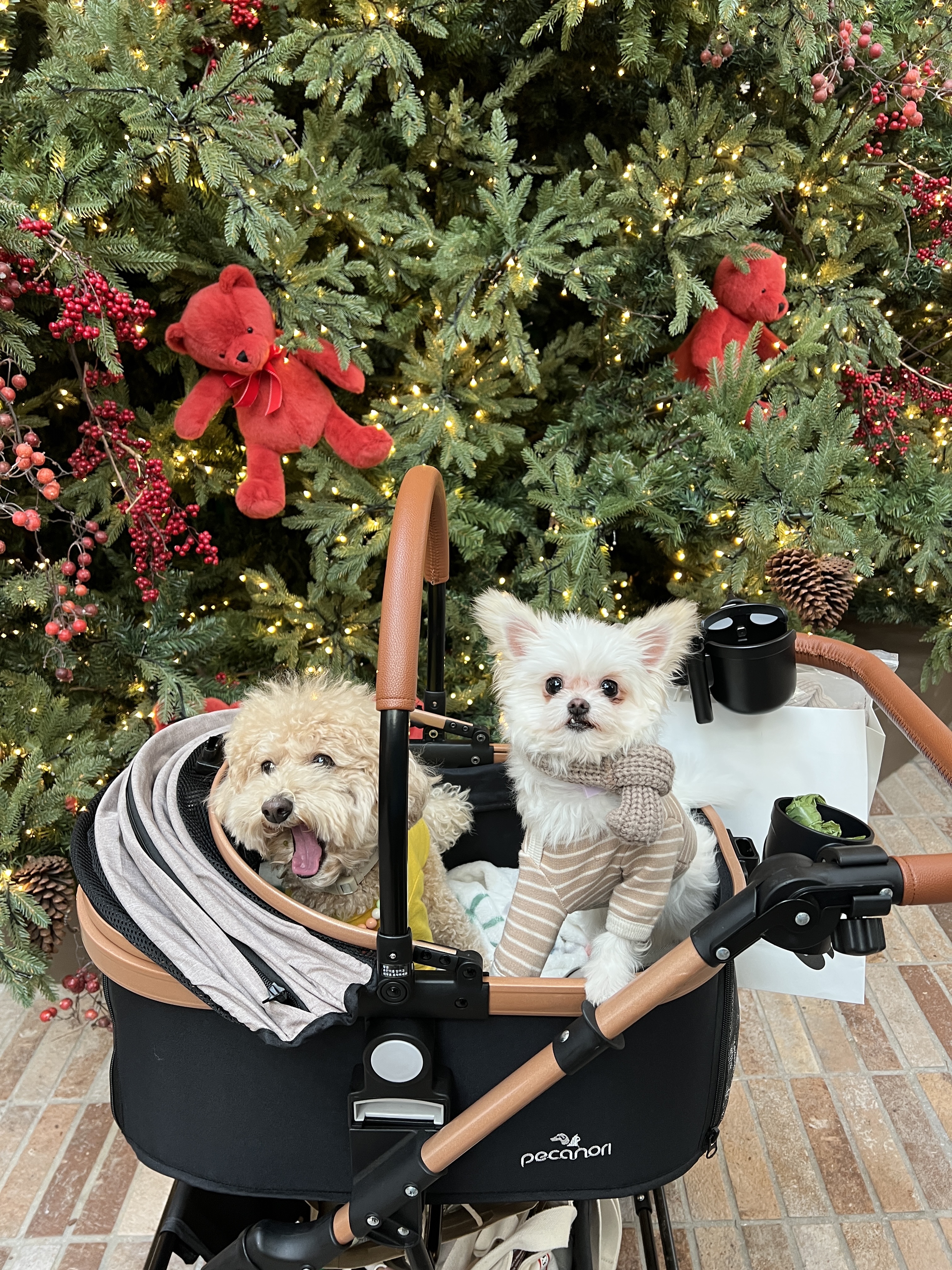 아산 가희 나엘 임보에서 입양으로