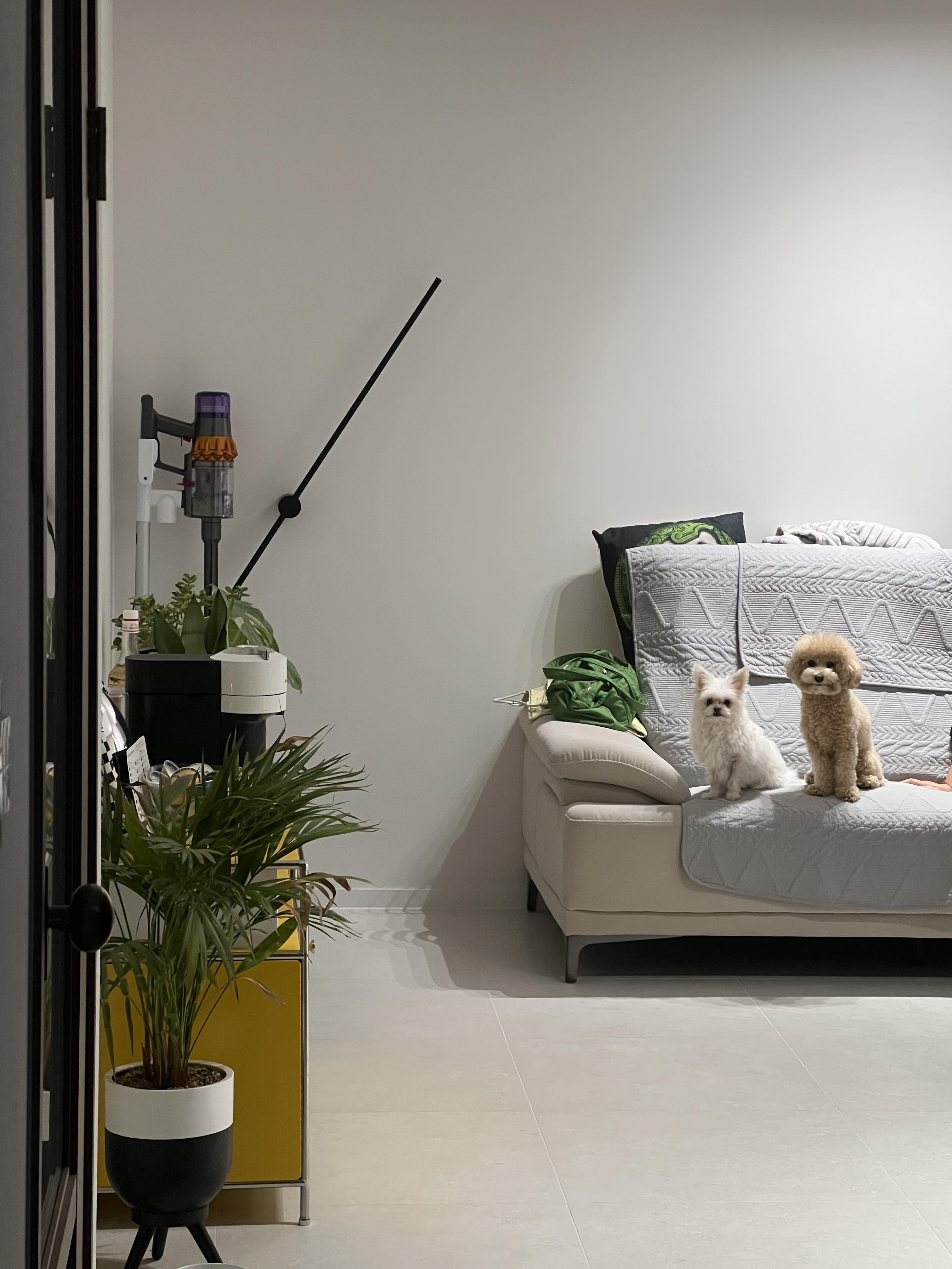 아산 가희 나엘 임보에서 입양으로