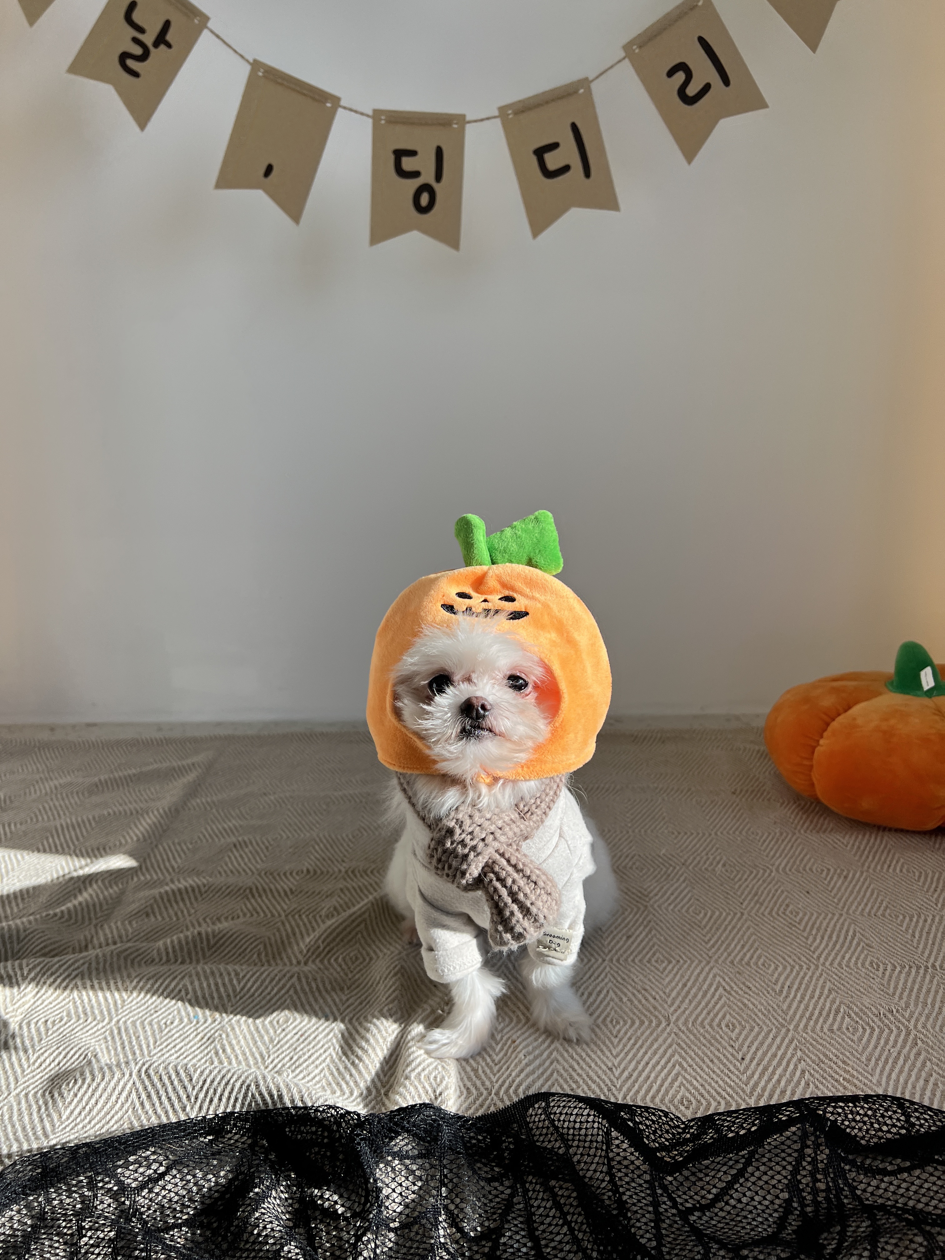 아산 가희 나엘 임보에서 입양으로