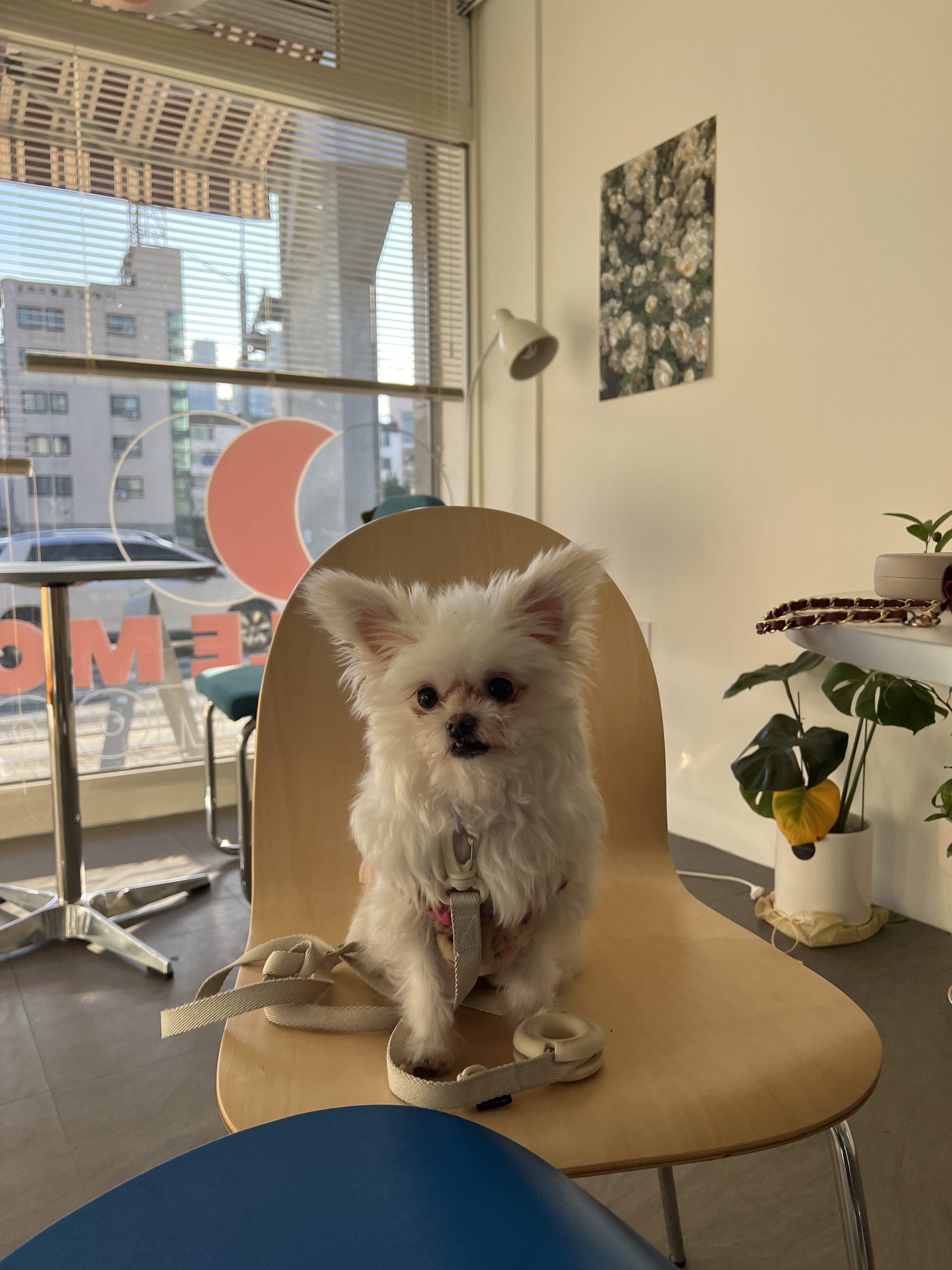 아산 가희 나엘 임보에서 입양으로