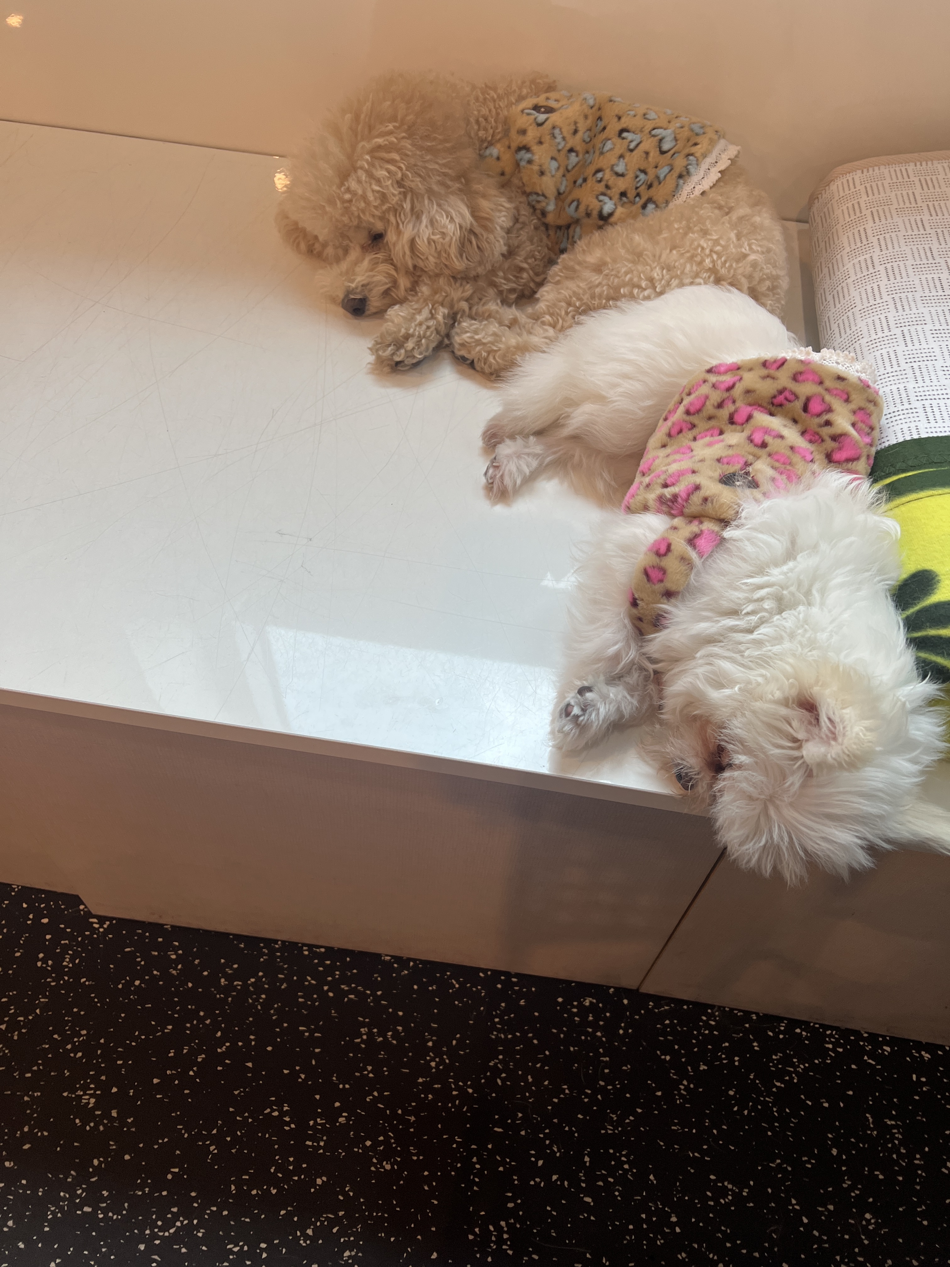 아산 가희 나엘 임보에서 입양으로