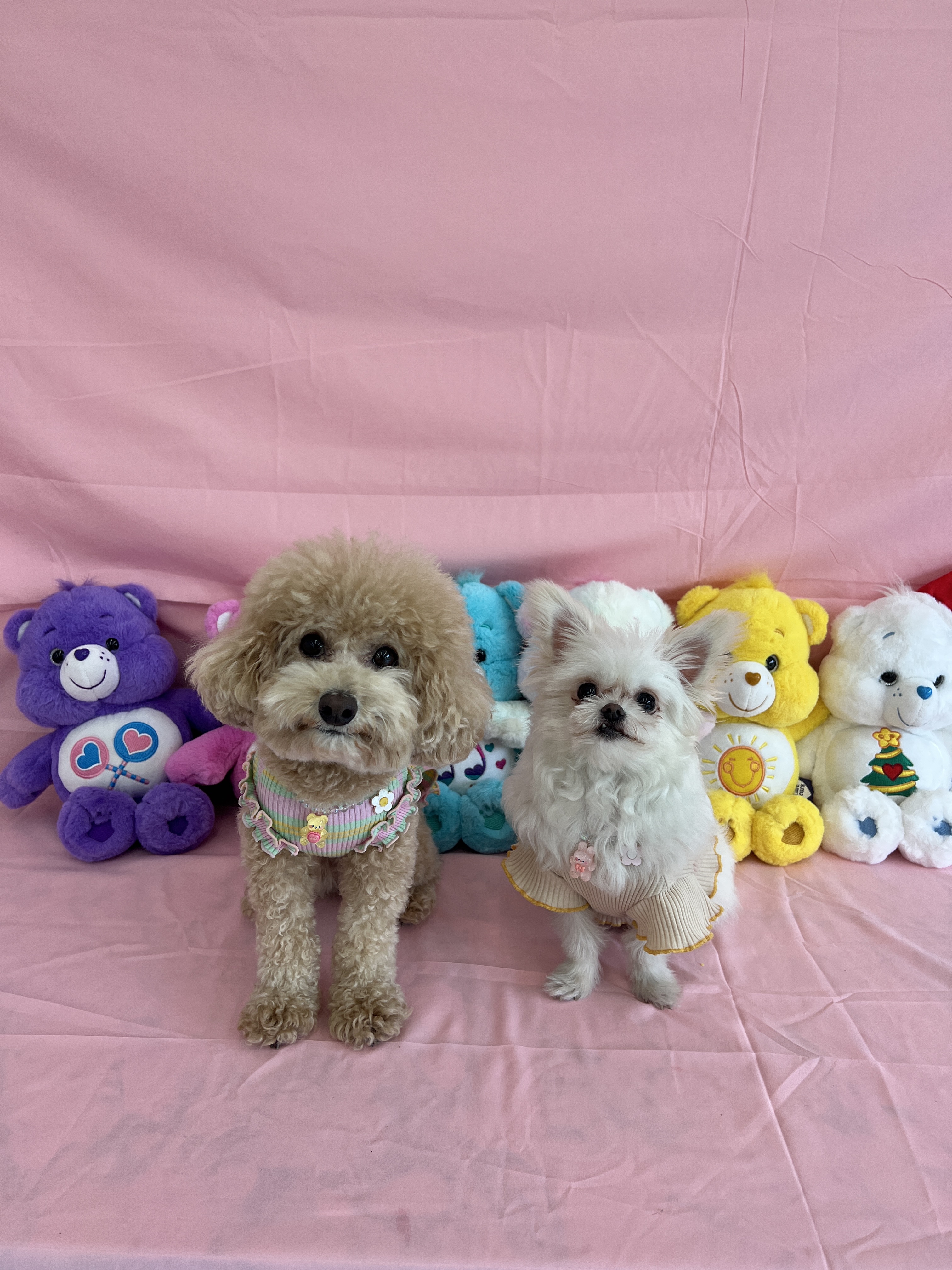 아산 가희 나엘 임보에서 입양으로