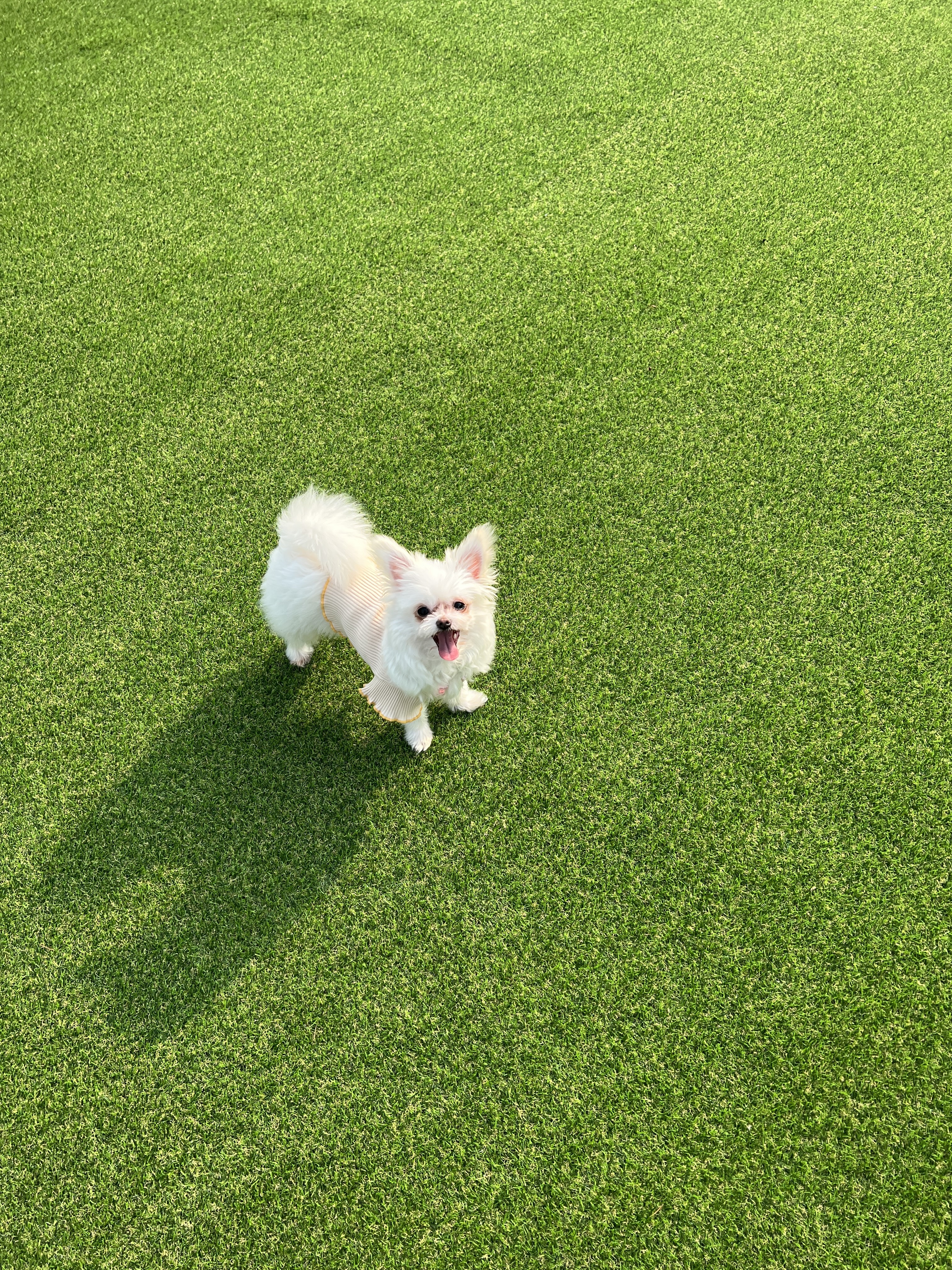 아산 가희 나엘 임보에서 입양으로