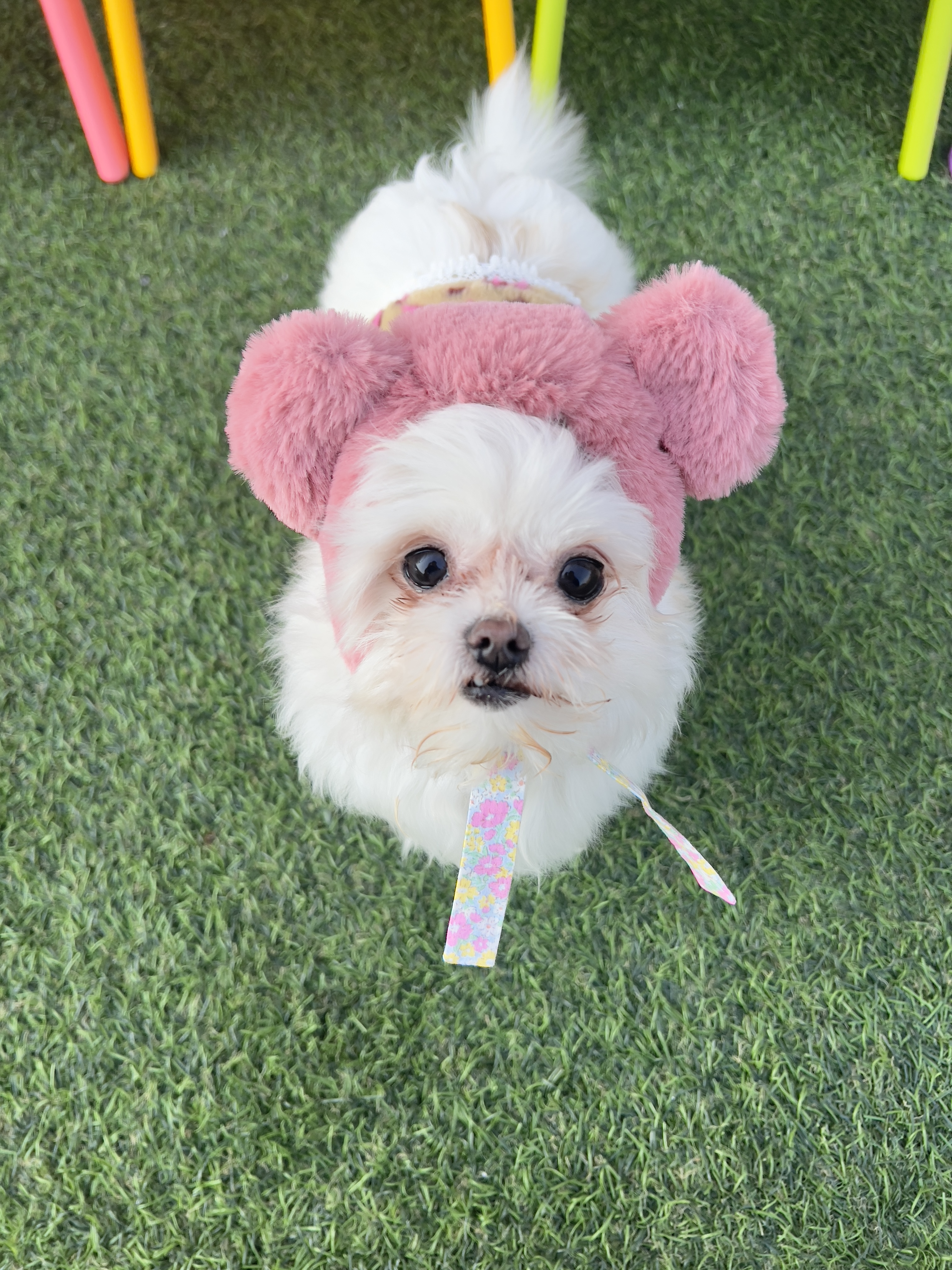 아산 가희 나엘 임보에서 입양으로