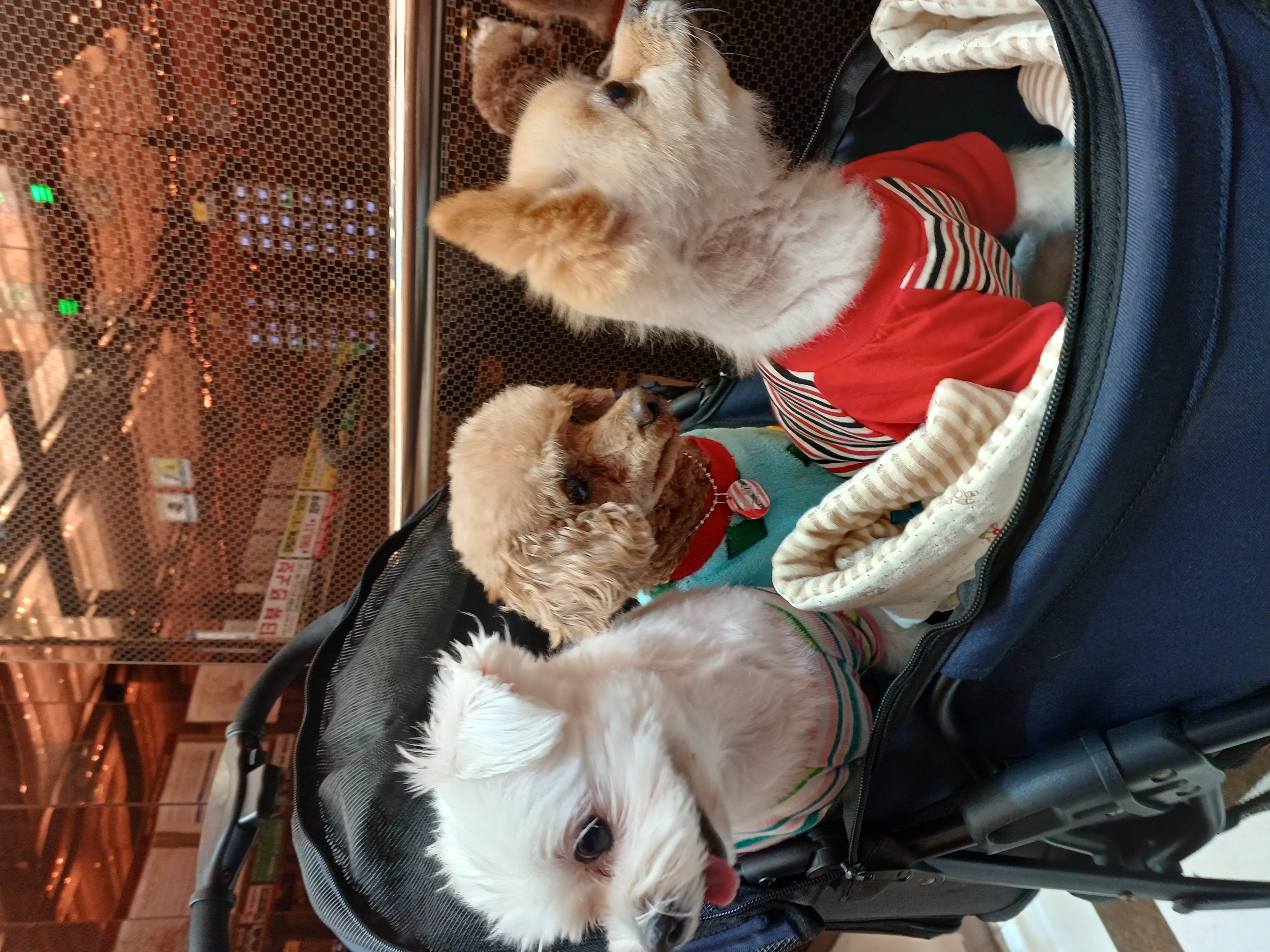 퐁듀(현ㆍ뽀비)부산에서 소식전해요♡