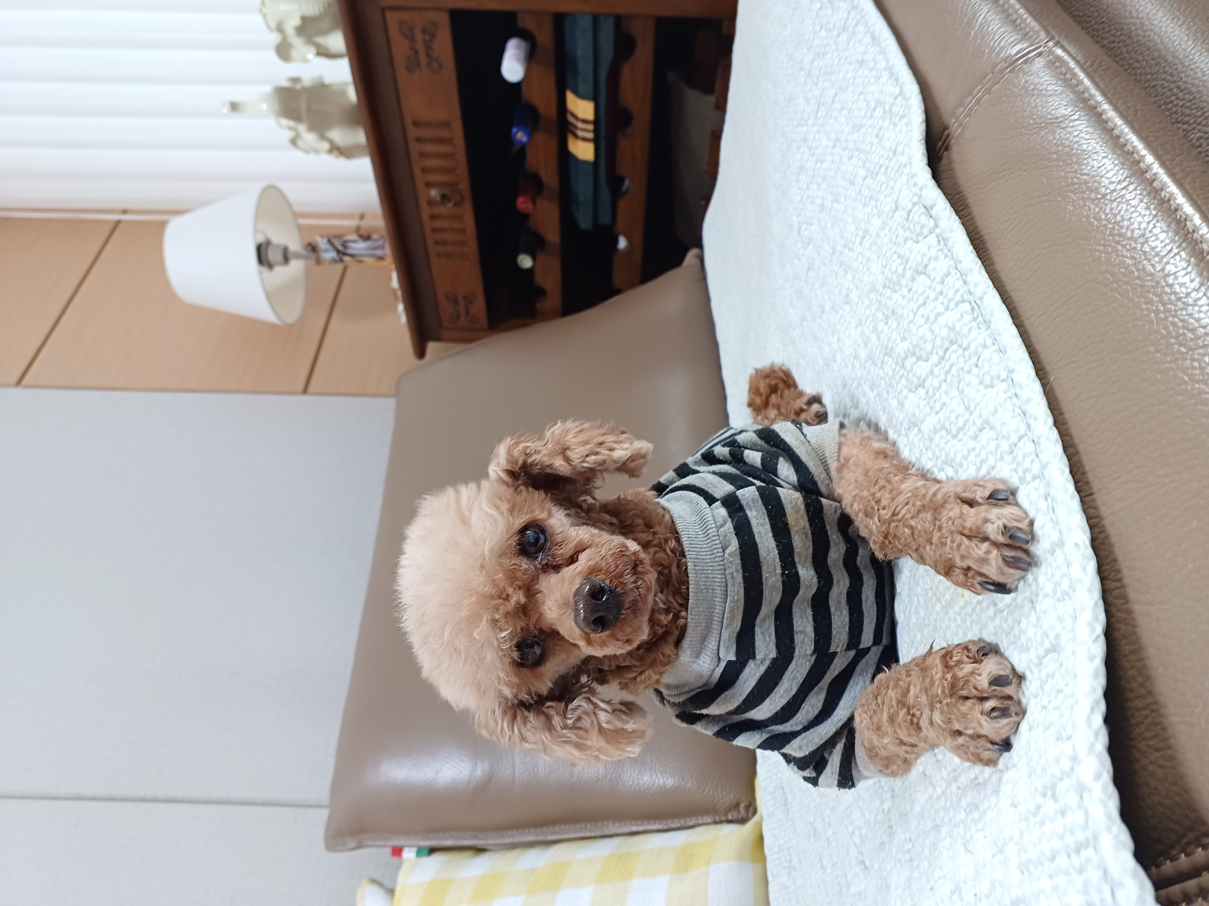 퐁듀(현ㆍ뽀비)부산에서 소식전해요♡