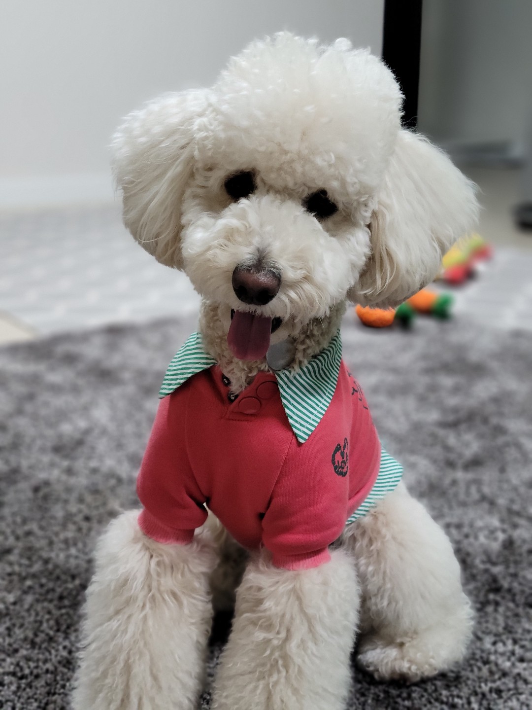 보리  (곤지암푸사) 1년11개월