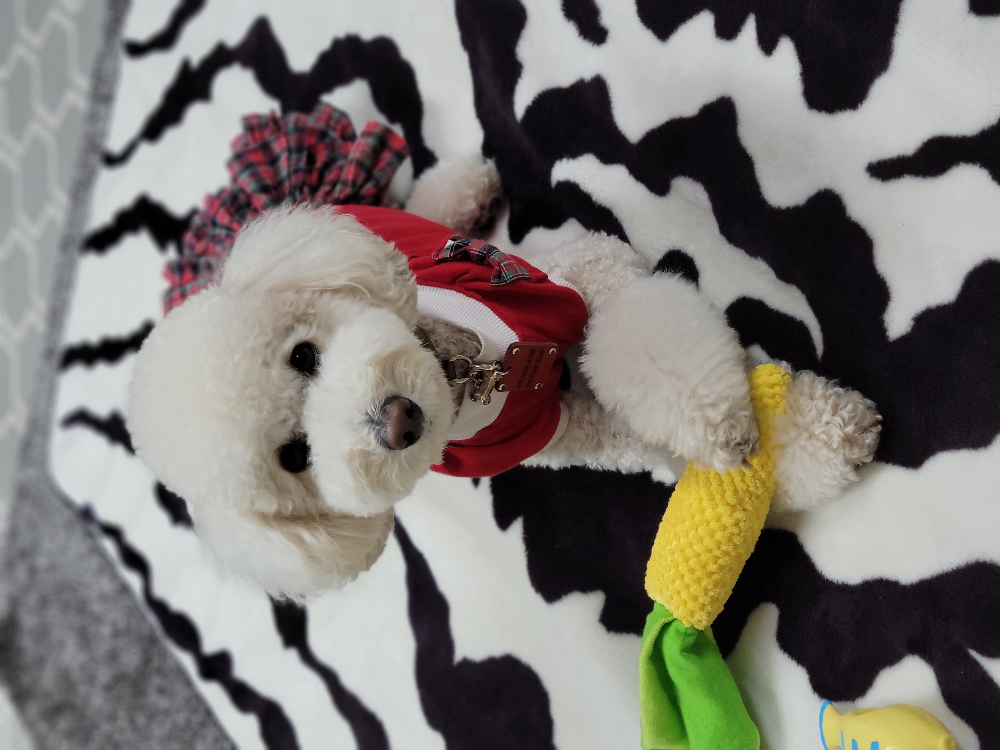 보리  (곤지암푸사) 1년11개월