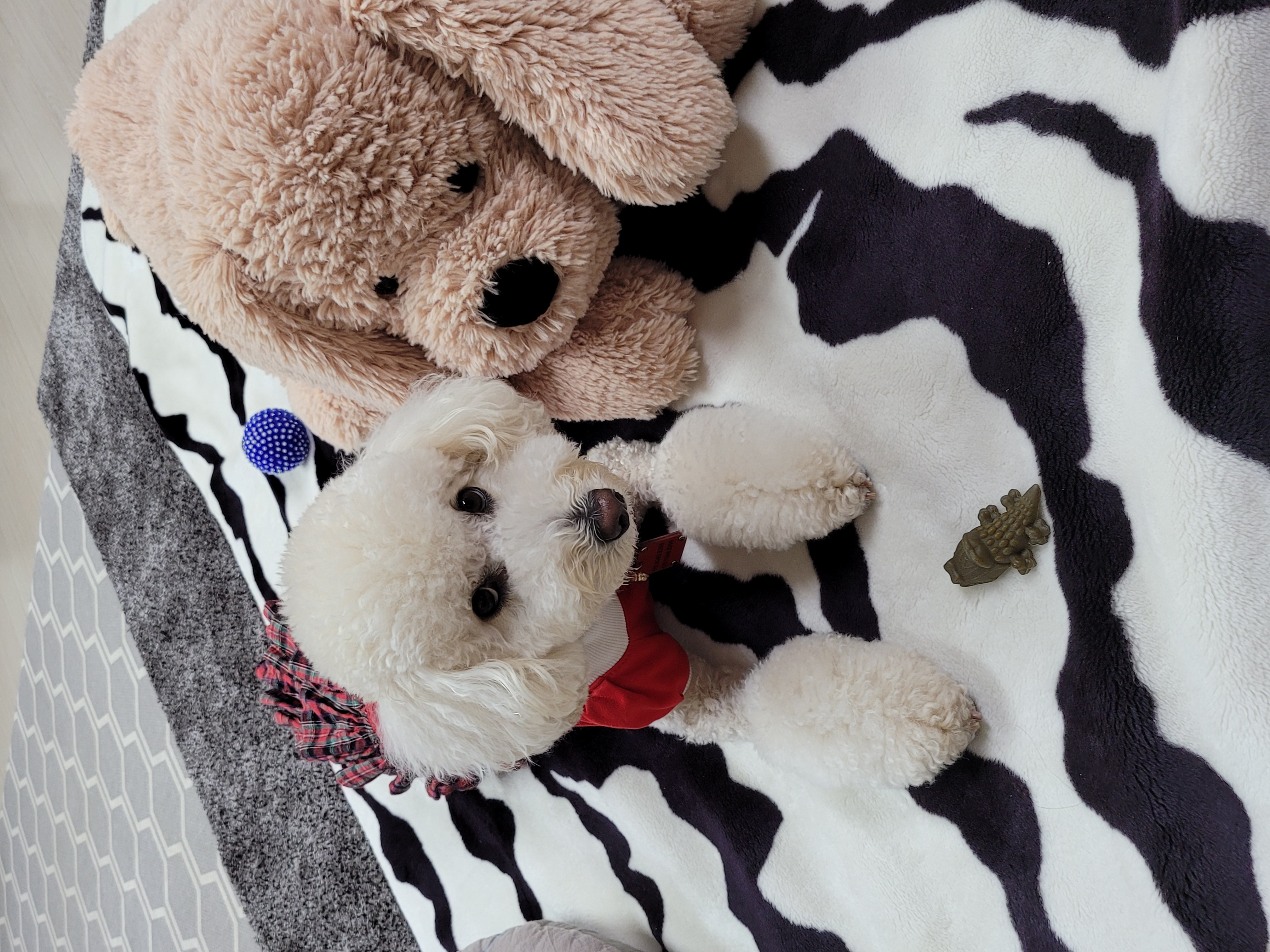 보리  (곤지암푸사) 1년11개월