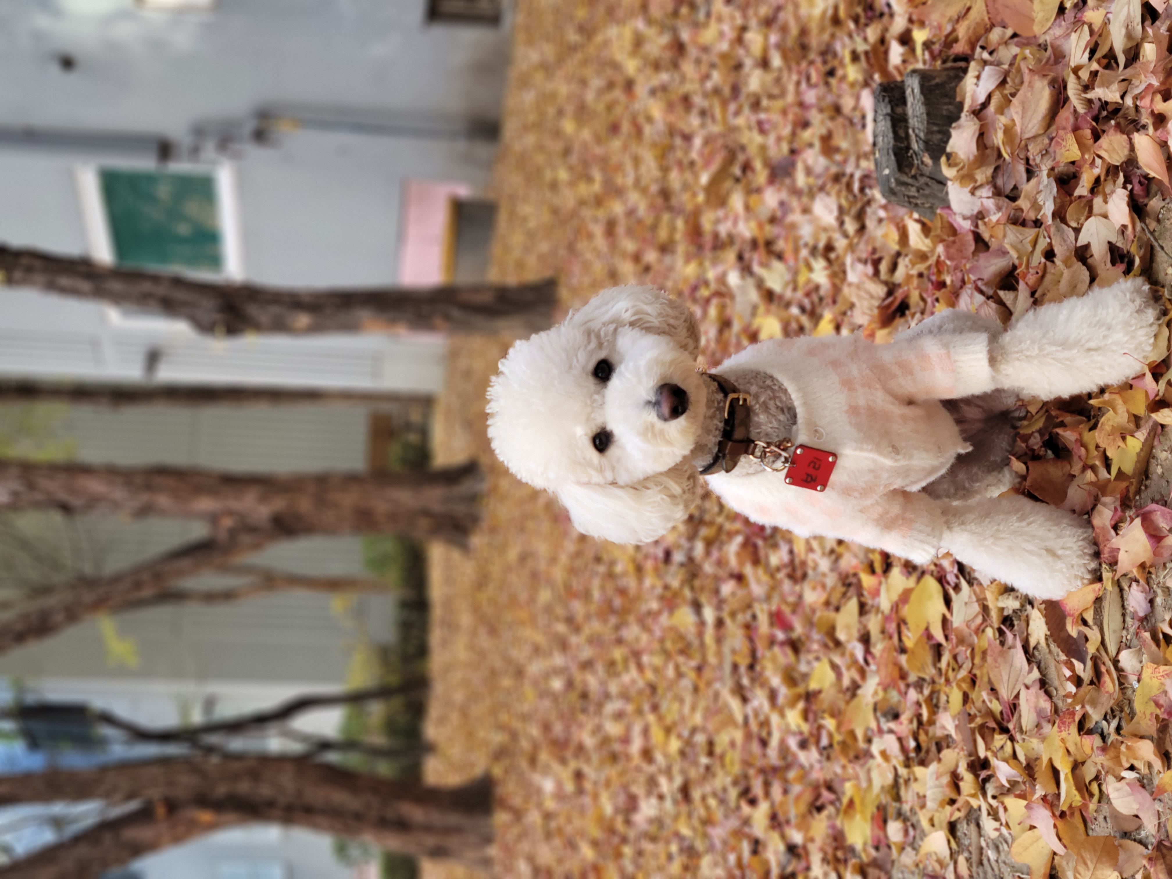 보리  (곤지암푸사) 1년11개월