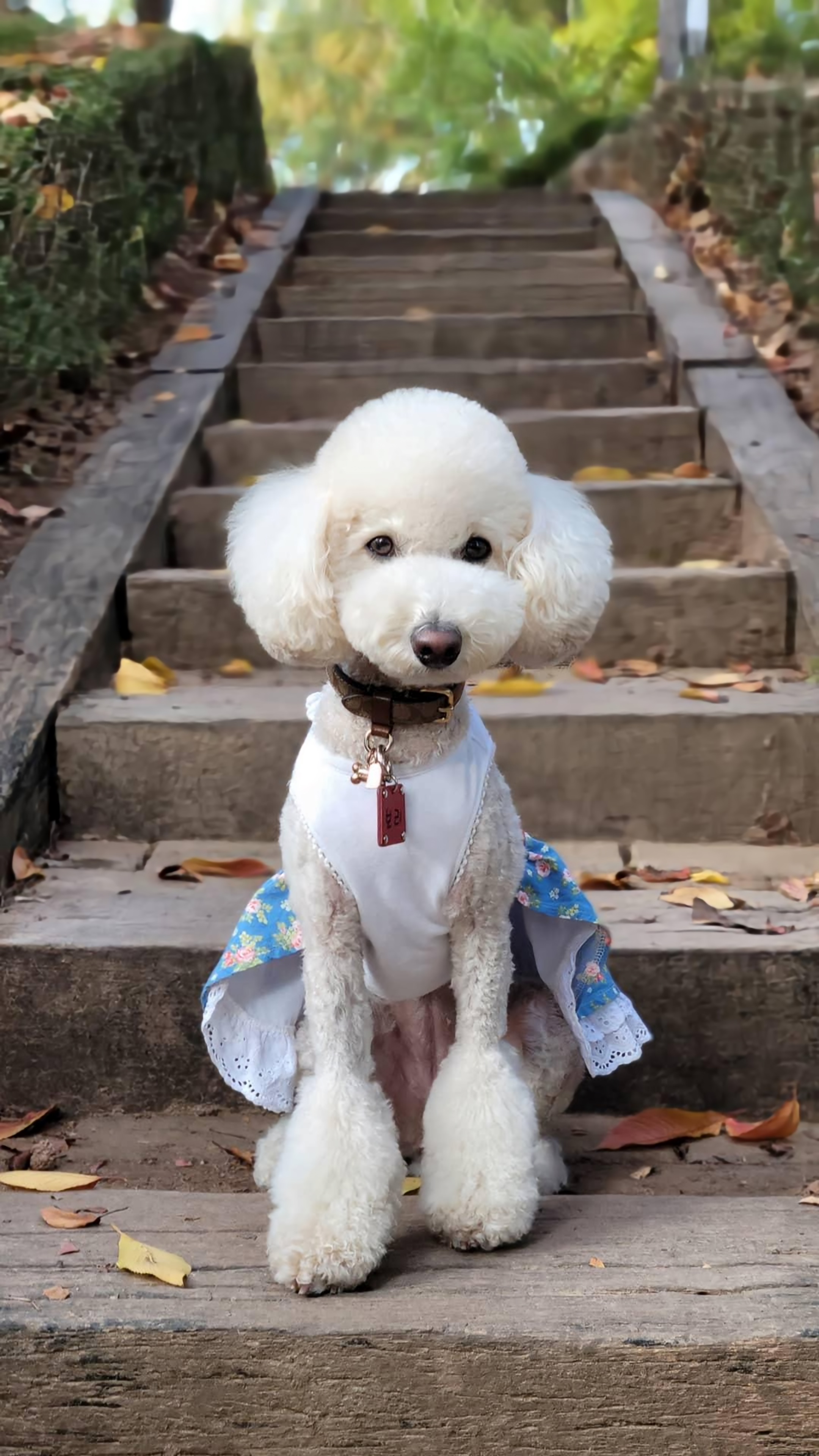 보리  (곤지암푸사) 1년11개월
