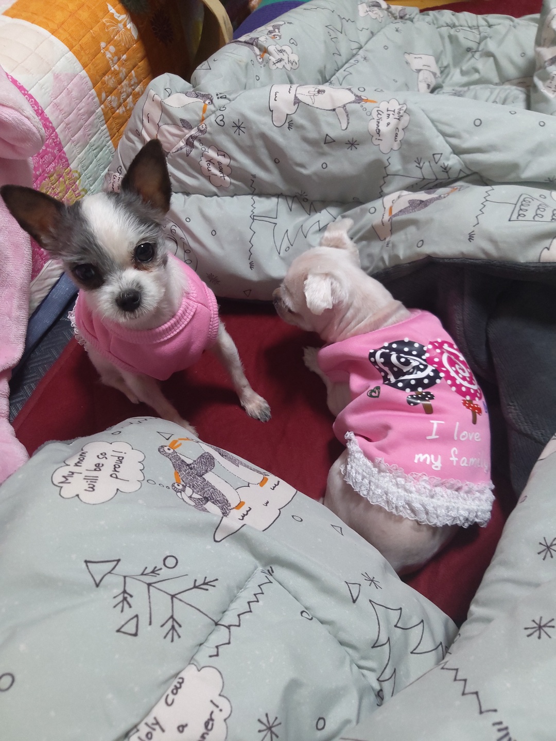 콩순이(포삼이) 3개월차 후기입니다