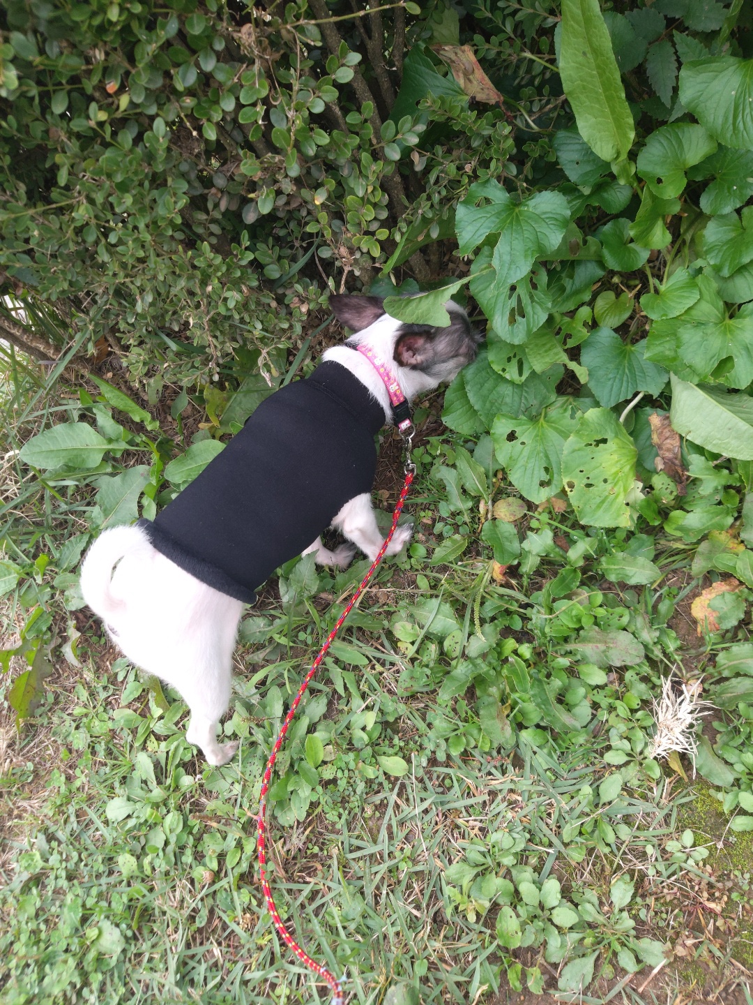 콩순이(포삼이) 3개월차 후기입니다