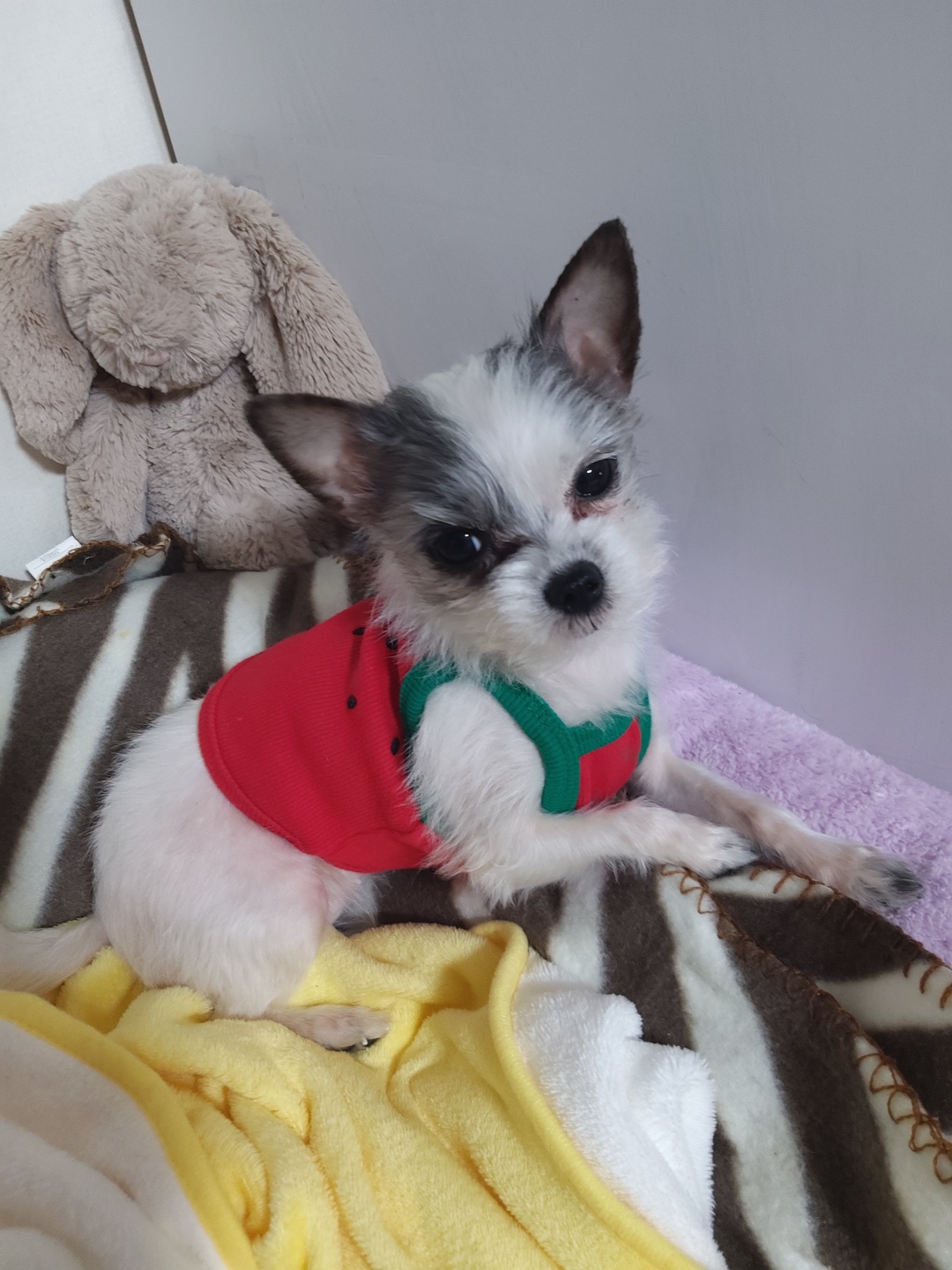 콩순이(포삼이) 3개월차 후기입니다