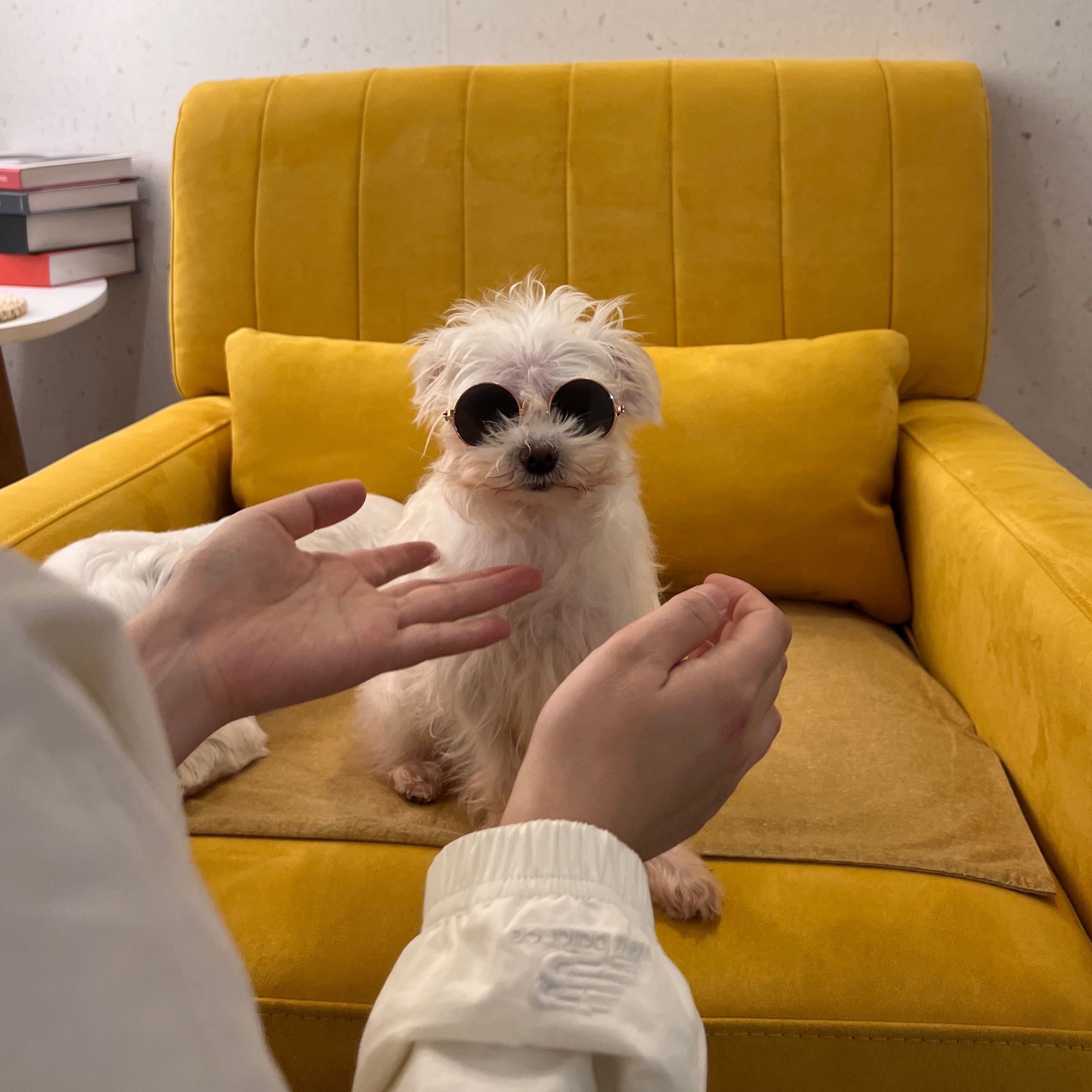 (구) 삼원이 (현) 미소 3개월차 임보 후기