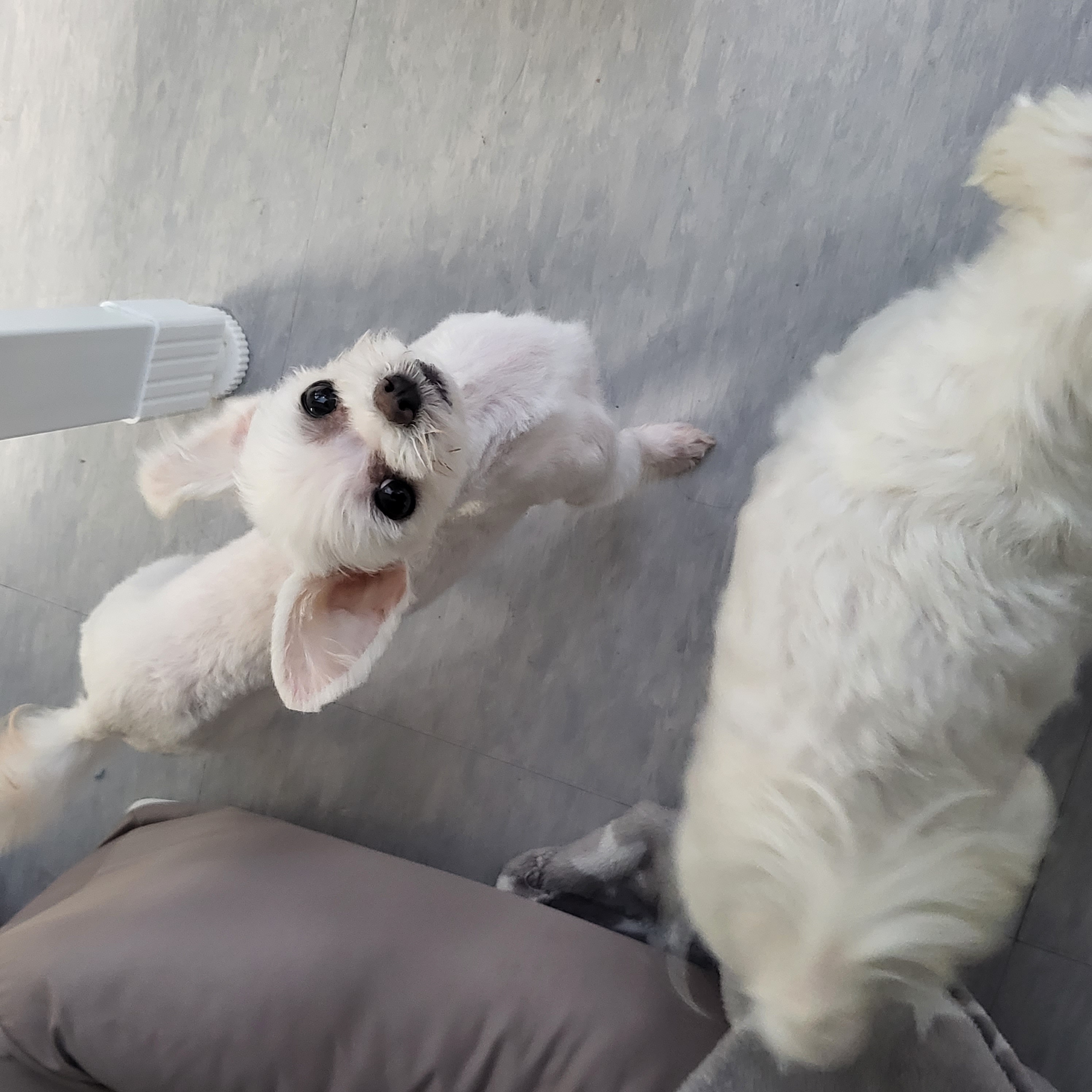 (구) 삼원이 (현) 미소 3개월차 임보 후기