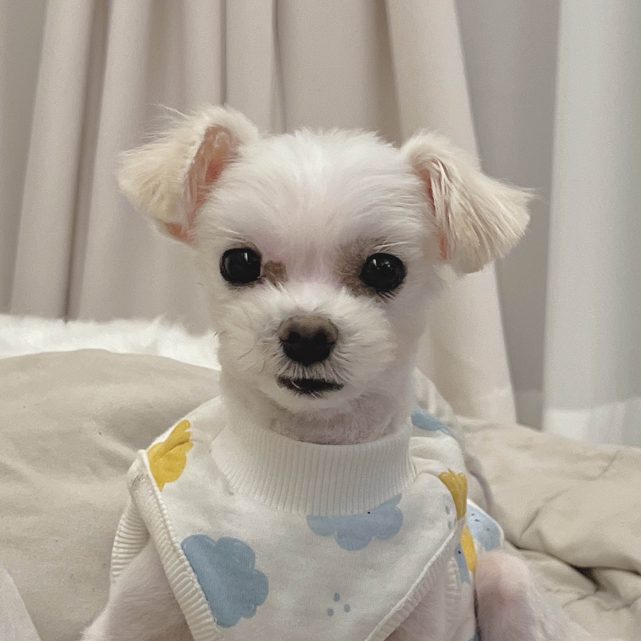 (구) 삼원이 (현) 미소 3개월차 임보 후기