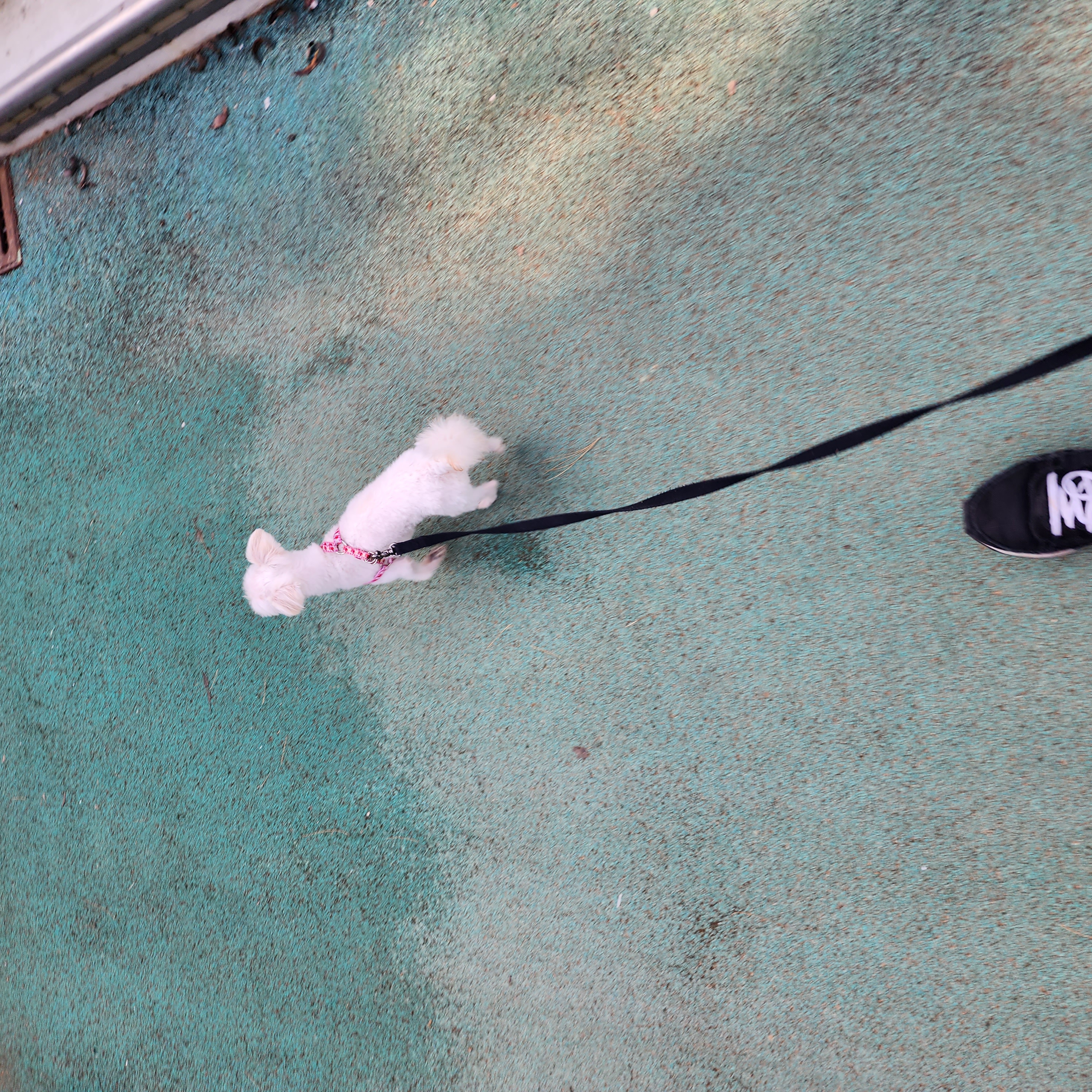 (구) 삼원이 (현) 미소 3개월차 임보 후기